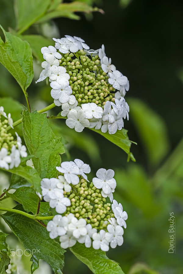 Sigma 150mm F2.8 EX DG OS Macro HSM sample photo. Blossom photography