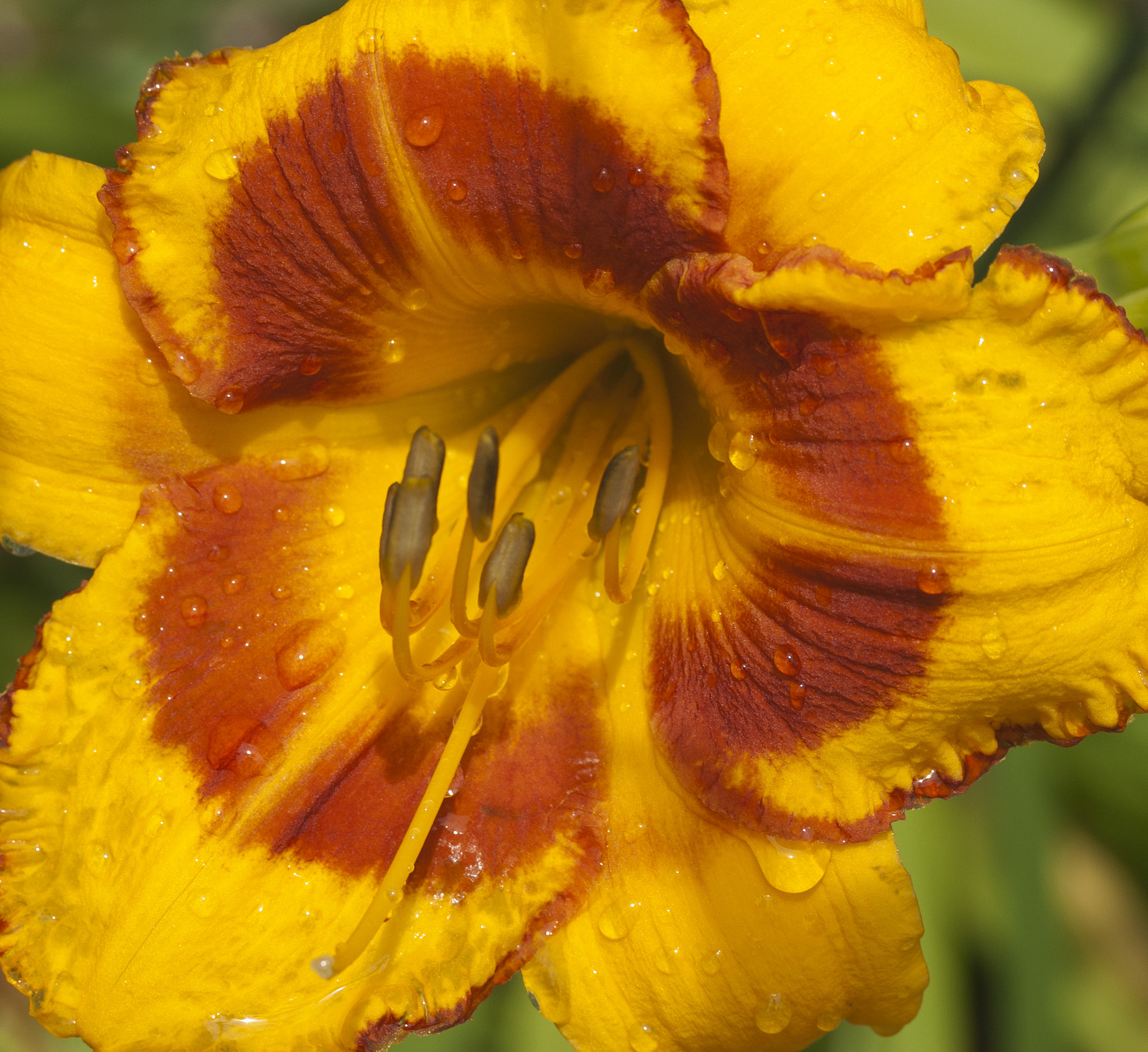 Canon EOS 400D (EOS Digital Rebel XTi / EOS Kiss Digital X) sample photo. Daylily after the rain photography