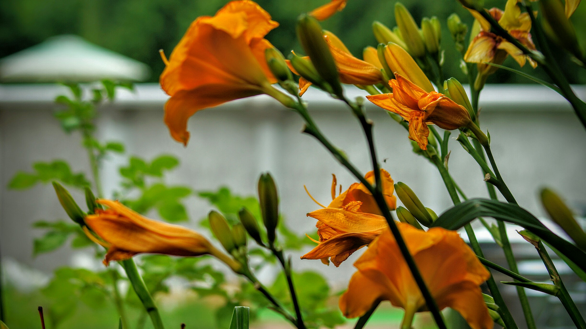 Sony 75-300mm F4.5-5.6 sample photo