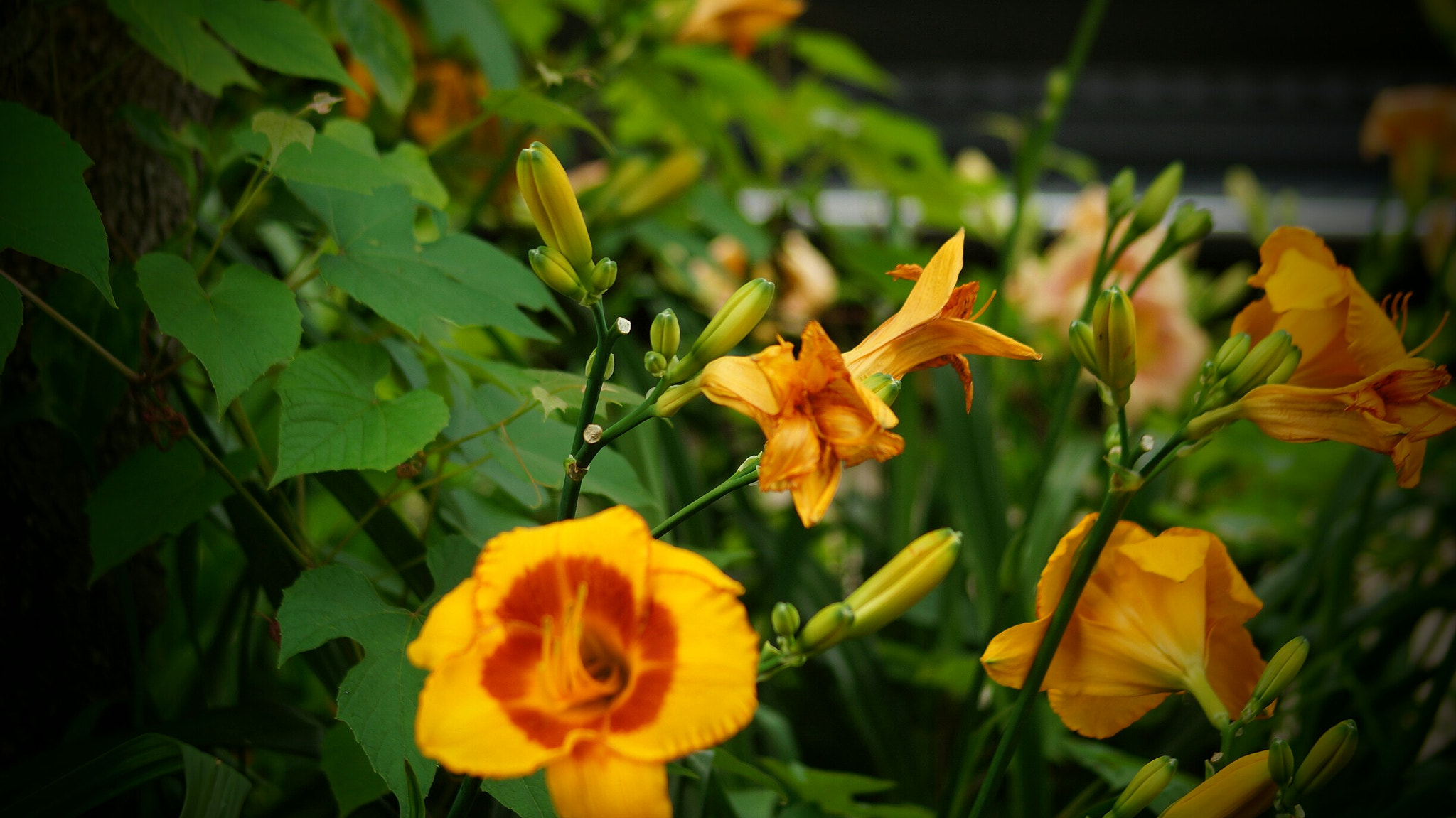Sony 75-300mm F4.5-5.6 sample photo