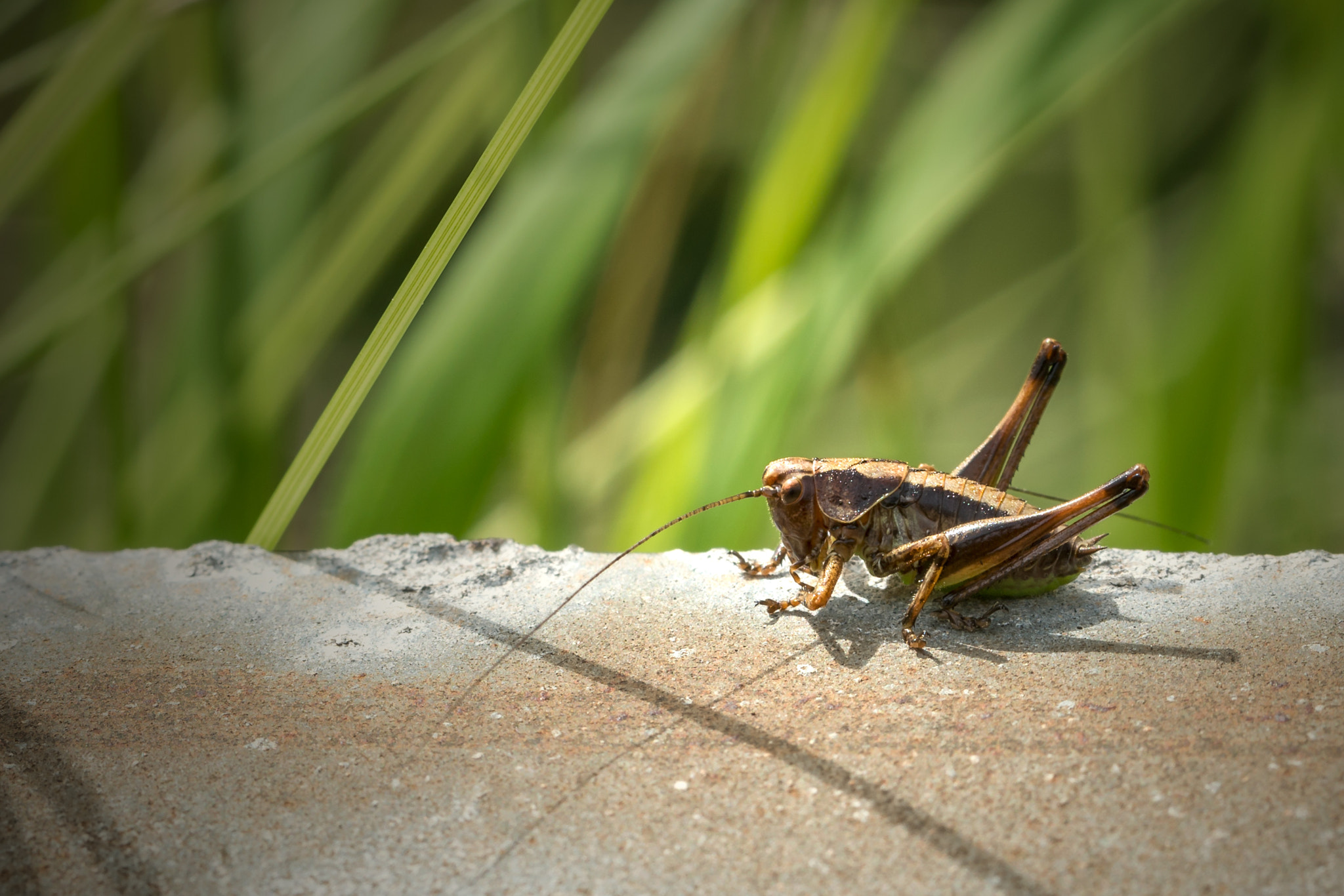 Sony a7R II + Canon EF 100mm F2.8L Macro IS USM sample photo. Grasshopper close up photography