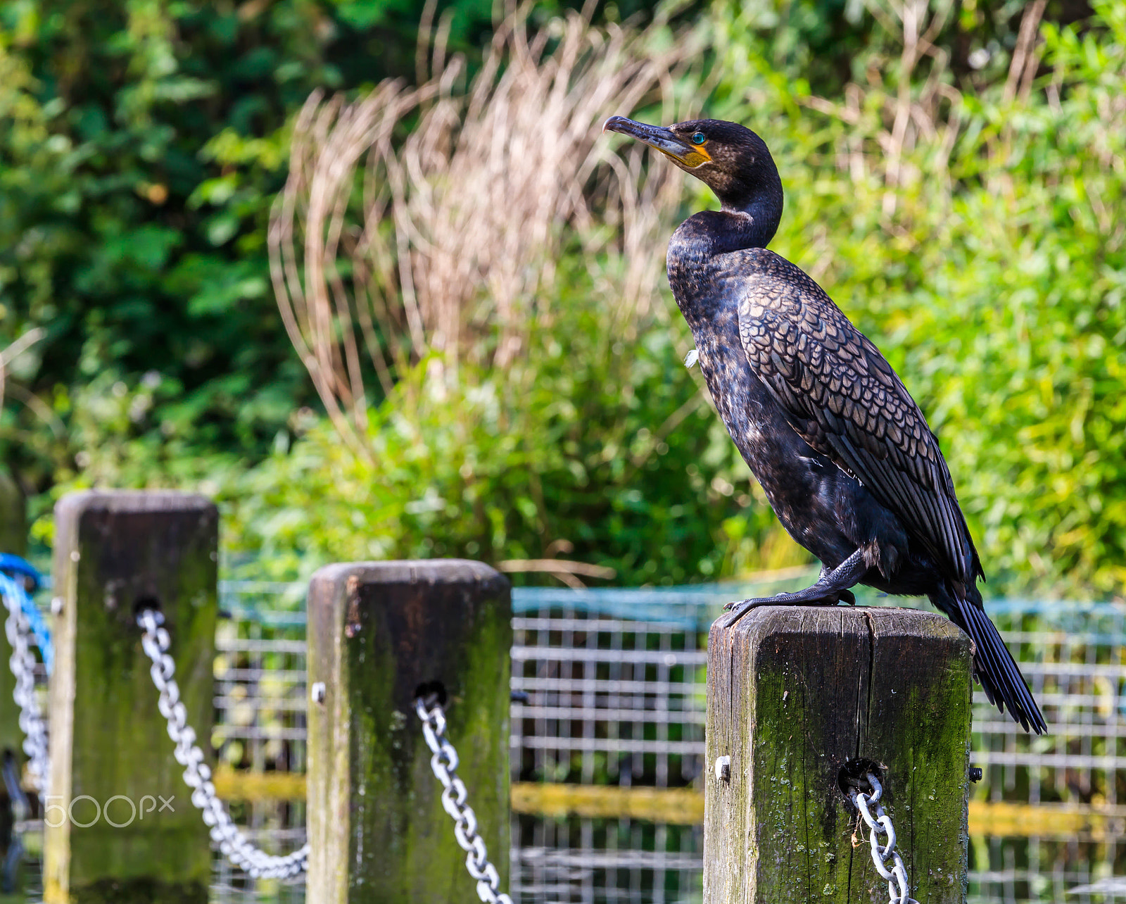 Canon EOS 750D (EOS Rebel T6i / EOS Kiss X8i) + Canon EF 70-200mm F4L IS USM sample photo. Shag photography