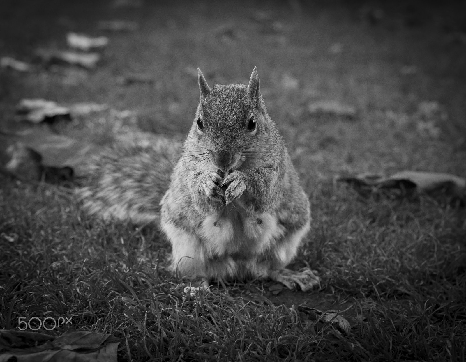 Canon EOS 5D Mark II + Canon EF 50mm F1.4 USM sample photo. Squirrel in london park photography