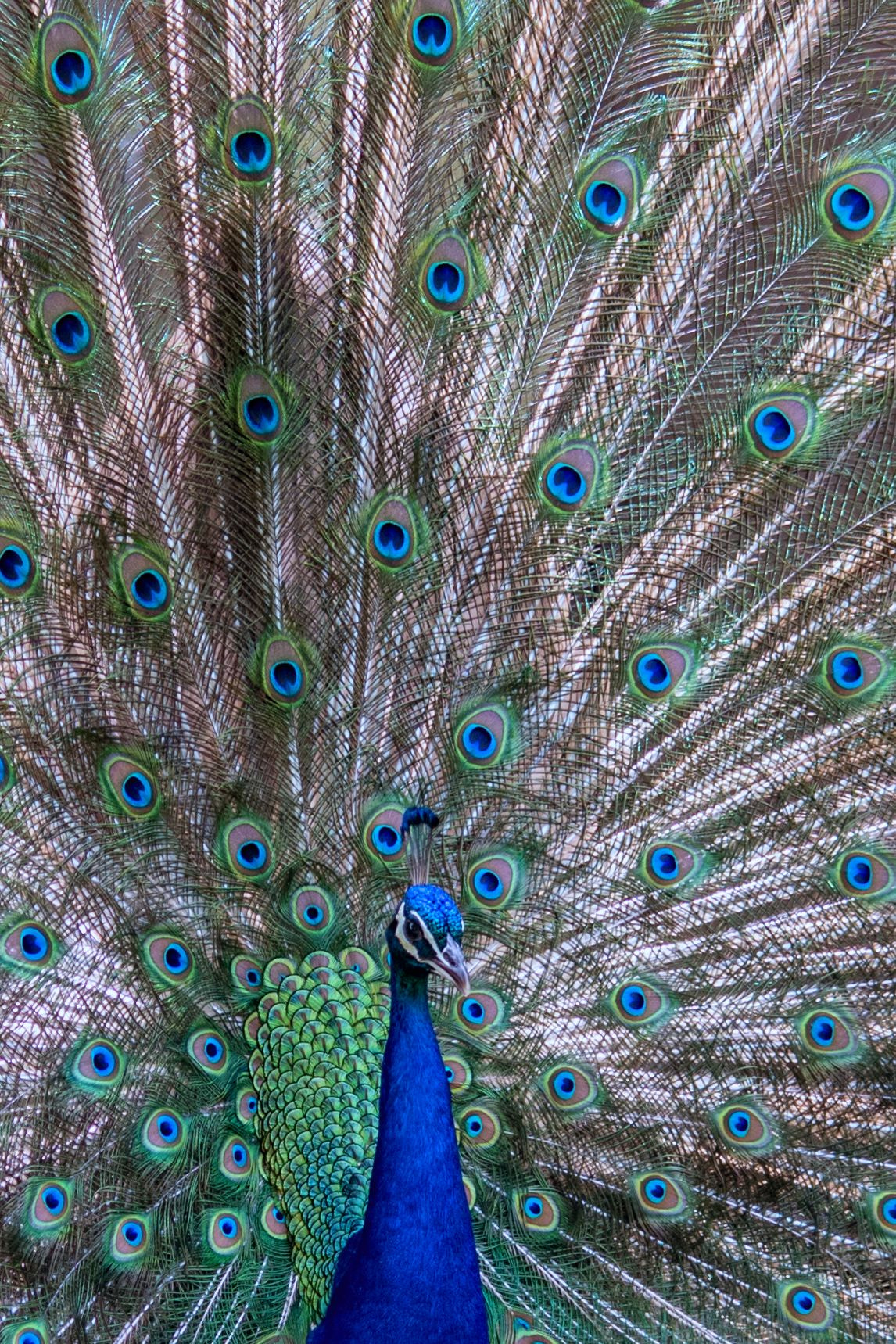 Sigma 150-500mm F5-6.3 DG OS HSM sample photo. Proud as a peacock photography