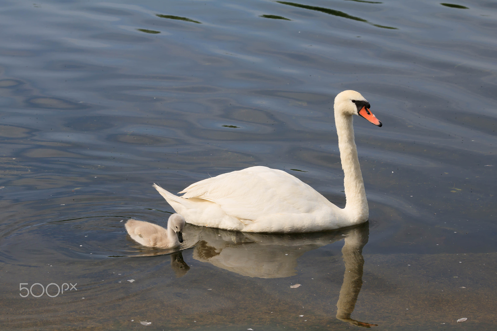 Canon EOS 750D (EOS Rebel T6i / EOS Kiss X8i) + Canon EF 70-200mm F4L IS USM sample photo. Mum and baby photography