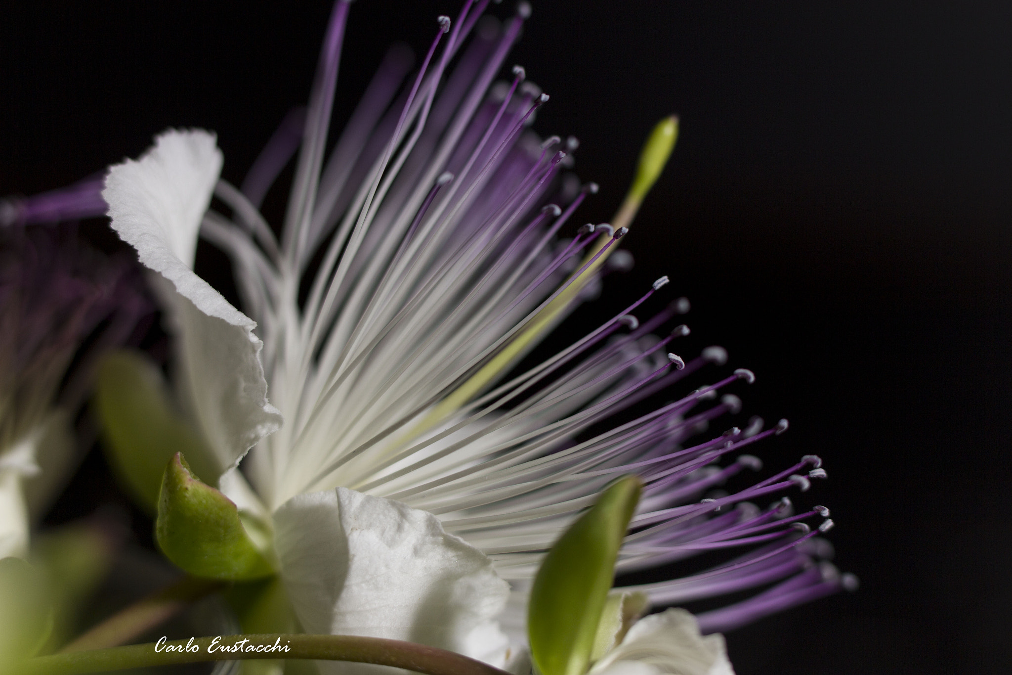 Tamron SP AF 60mm F2 Di II LD IF Macro sample photo. Fiore di cappero photography