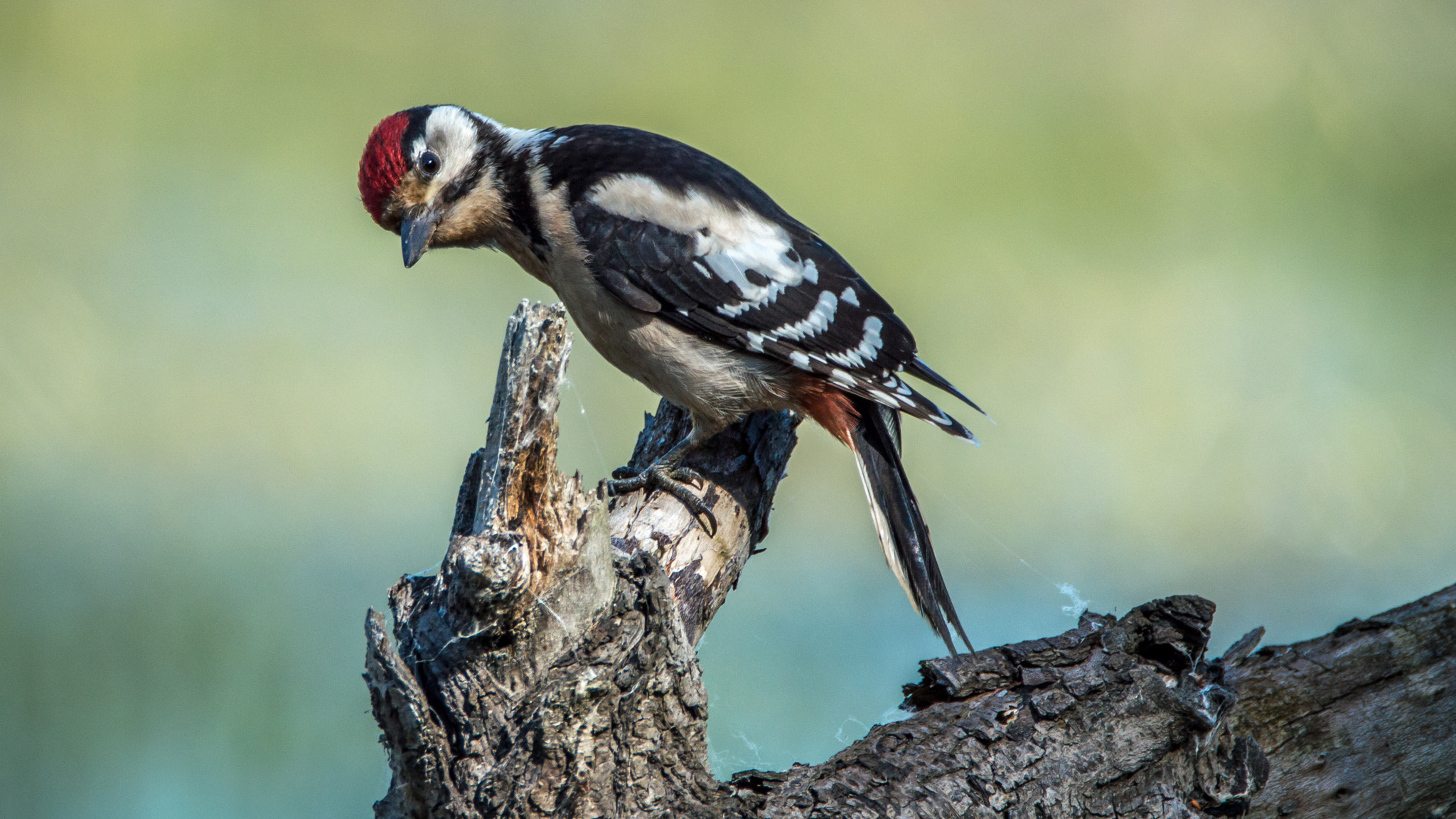 Nikon D3200 + Tamron SP 150-600mm F5-6.3 Di VC USD sample photo. Middle spotted woodpecker photography