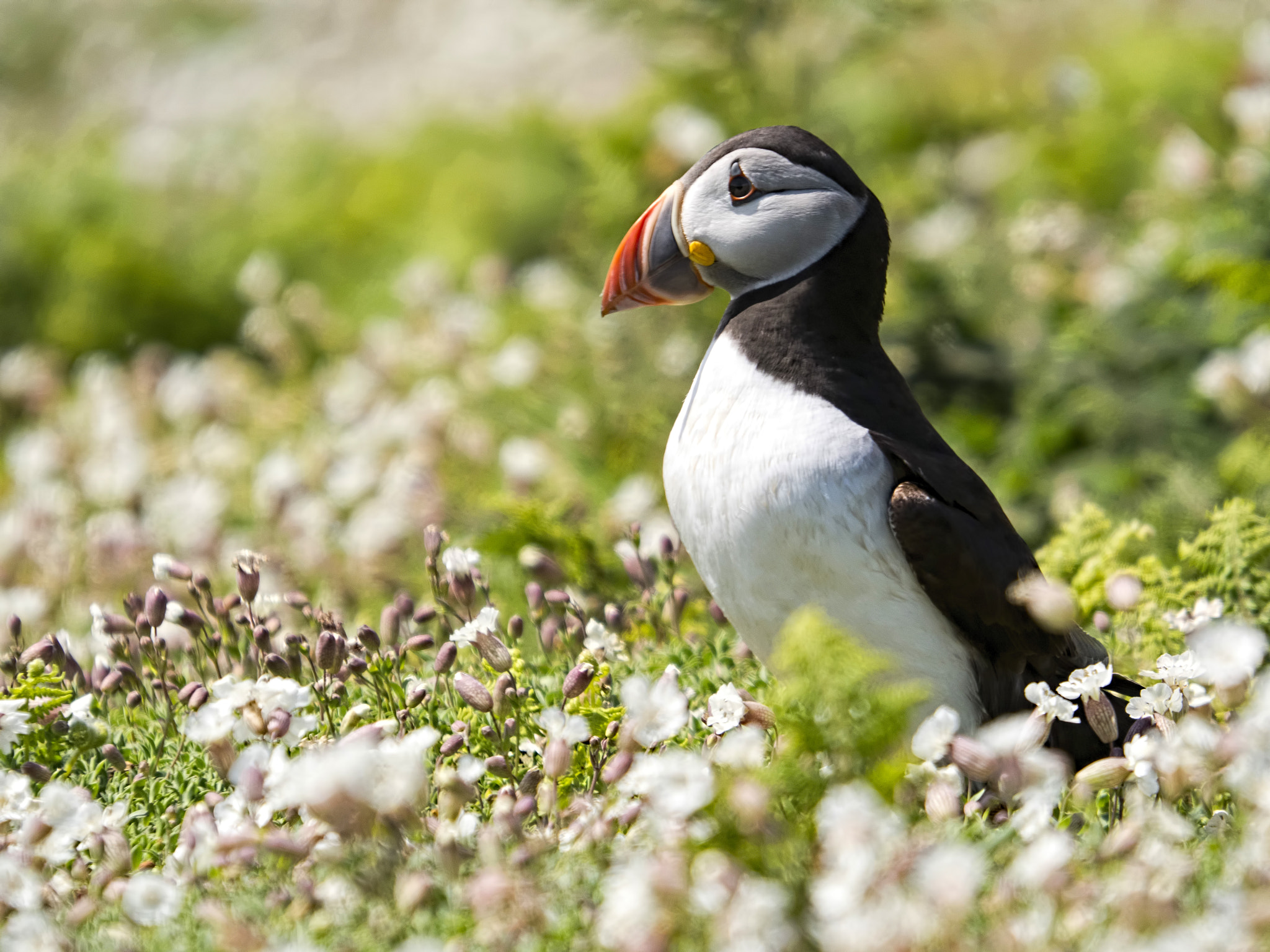 Olympus OM-D E-M5 II + SIGMA 50-500mm F4-6.3 DG HSM sample photo. A puffin photography