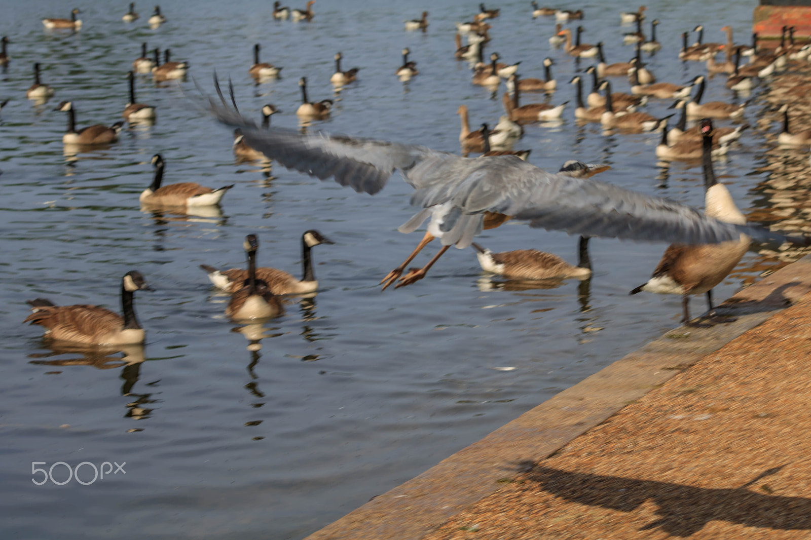 Canon EOS 750D (EOS Rebel T6i / EOS Kiss X8i) + Canon EF 70-200mm F4L IS USM sample photo. Heron in flight photography