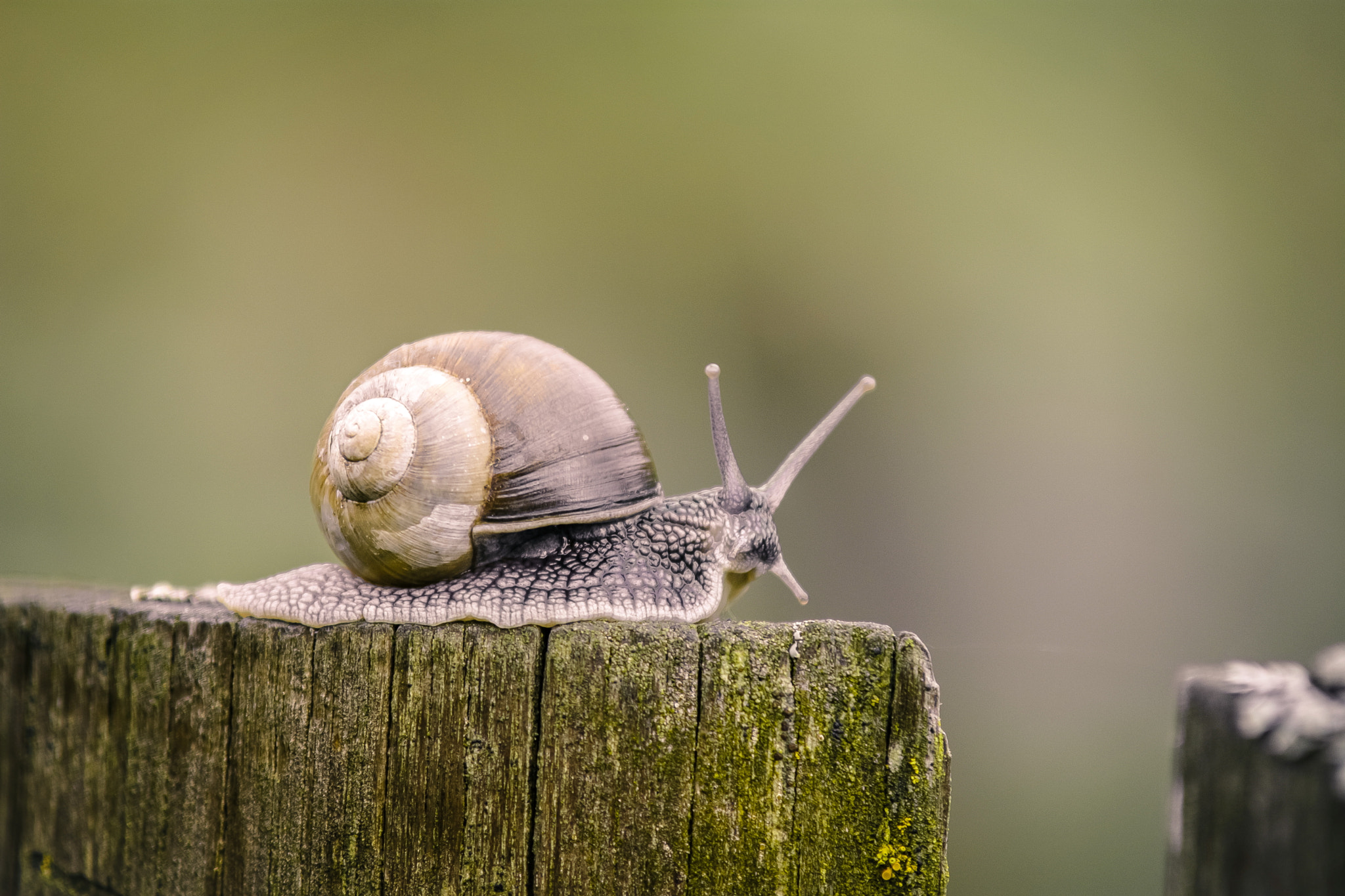 Nikon D7100 + AF Zoom-Nikkor 70-210mm f/4 sample photo. Snail photography