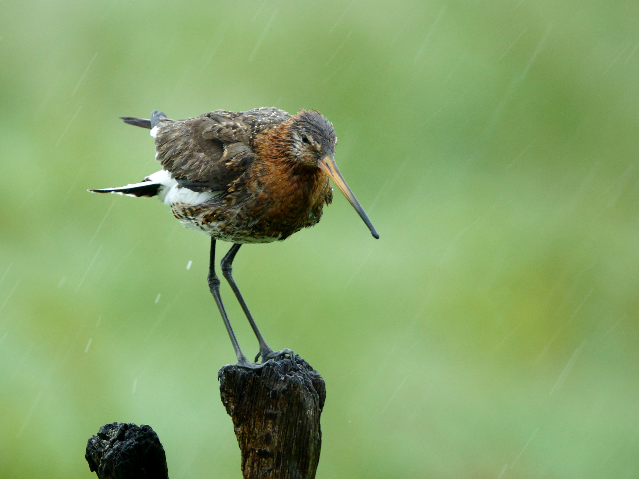 Sony SLT-A77 + Sony 70-400mm F4-5.6 G SSM sample photo. Rain bird photography