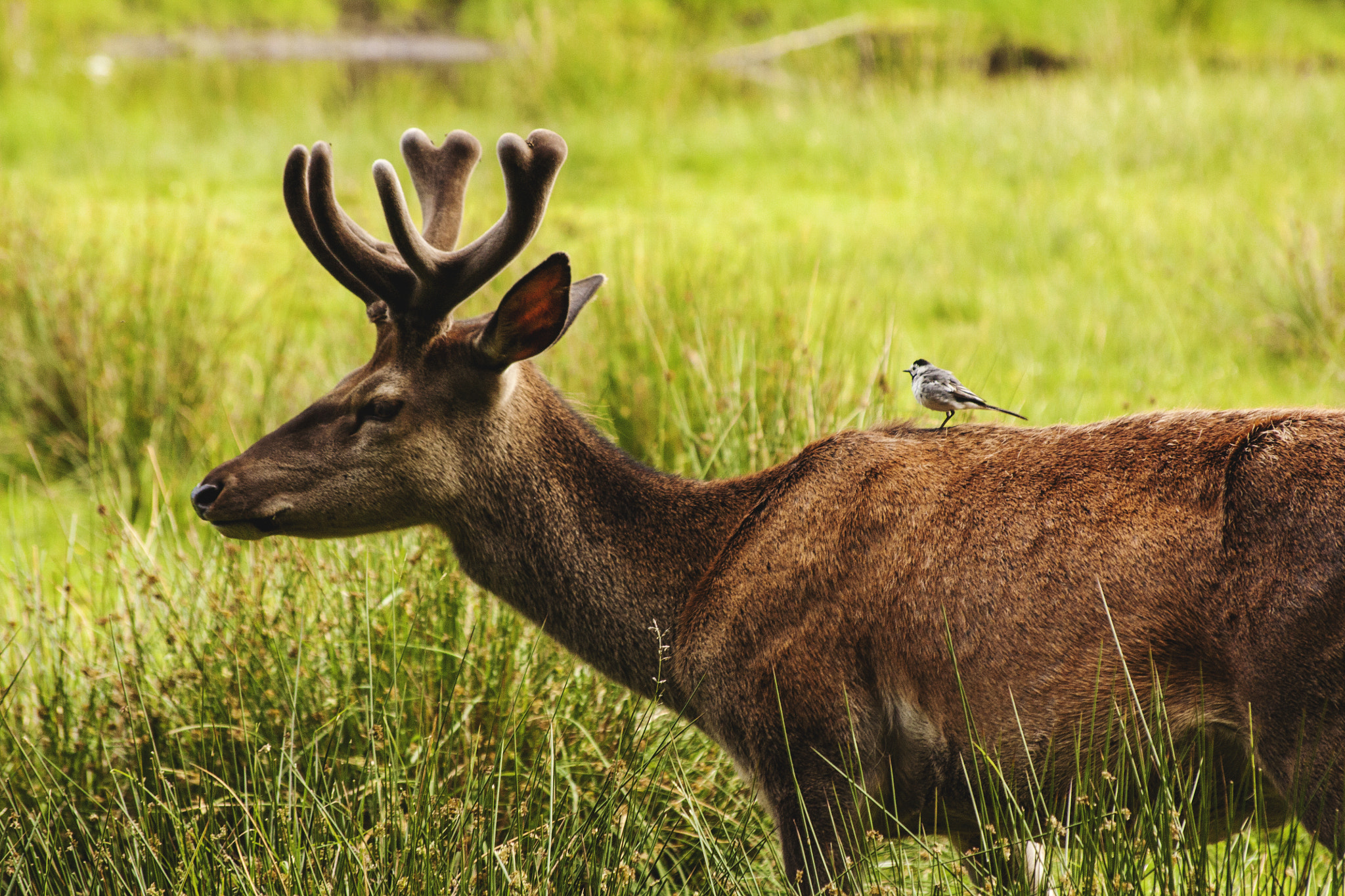 Canon EOS 450D (EOS Rebel XSi / EOS Kiss X2) + Sigma 50-200mm F4-5.6 DC OS HSM sample photo. Wildpark deer & friend photography