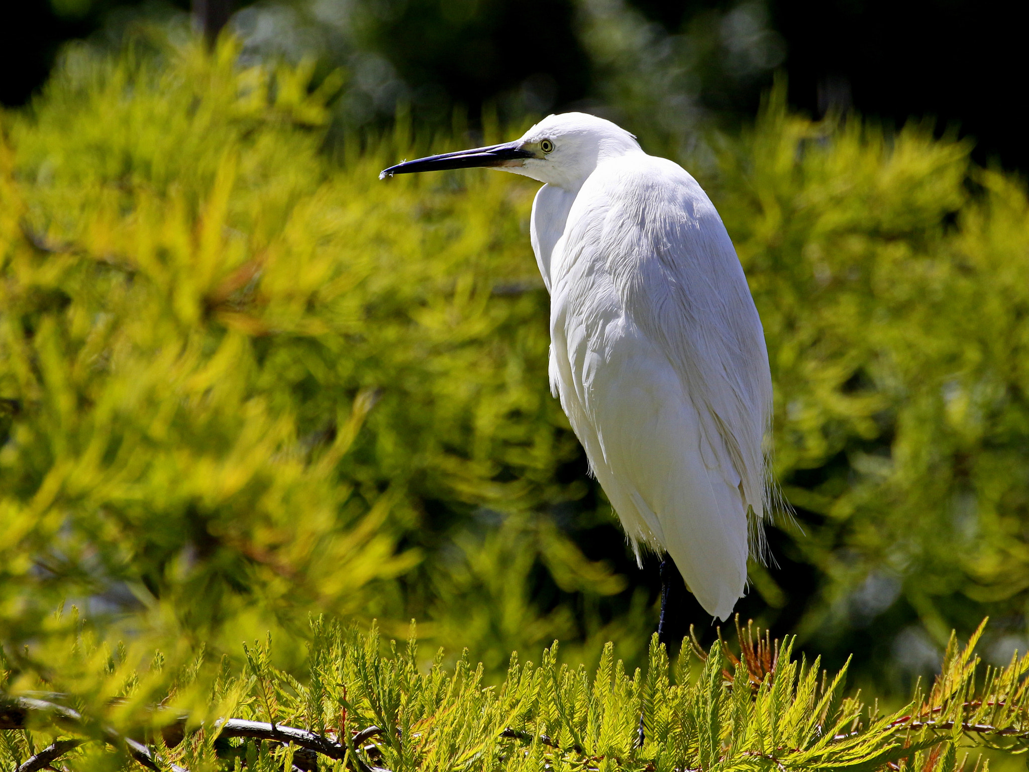 Tamron SP 35mm F1.8 Di VC USD sample photo. Egretta garzetta photography
