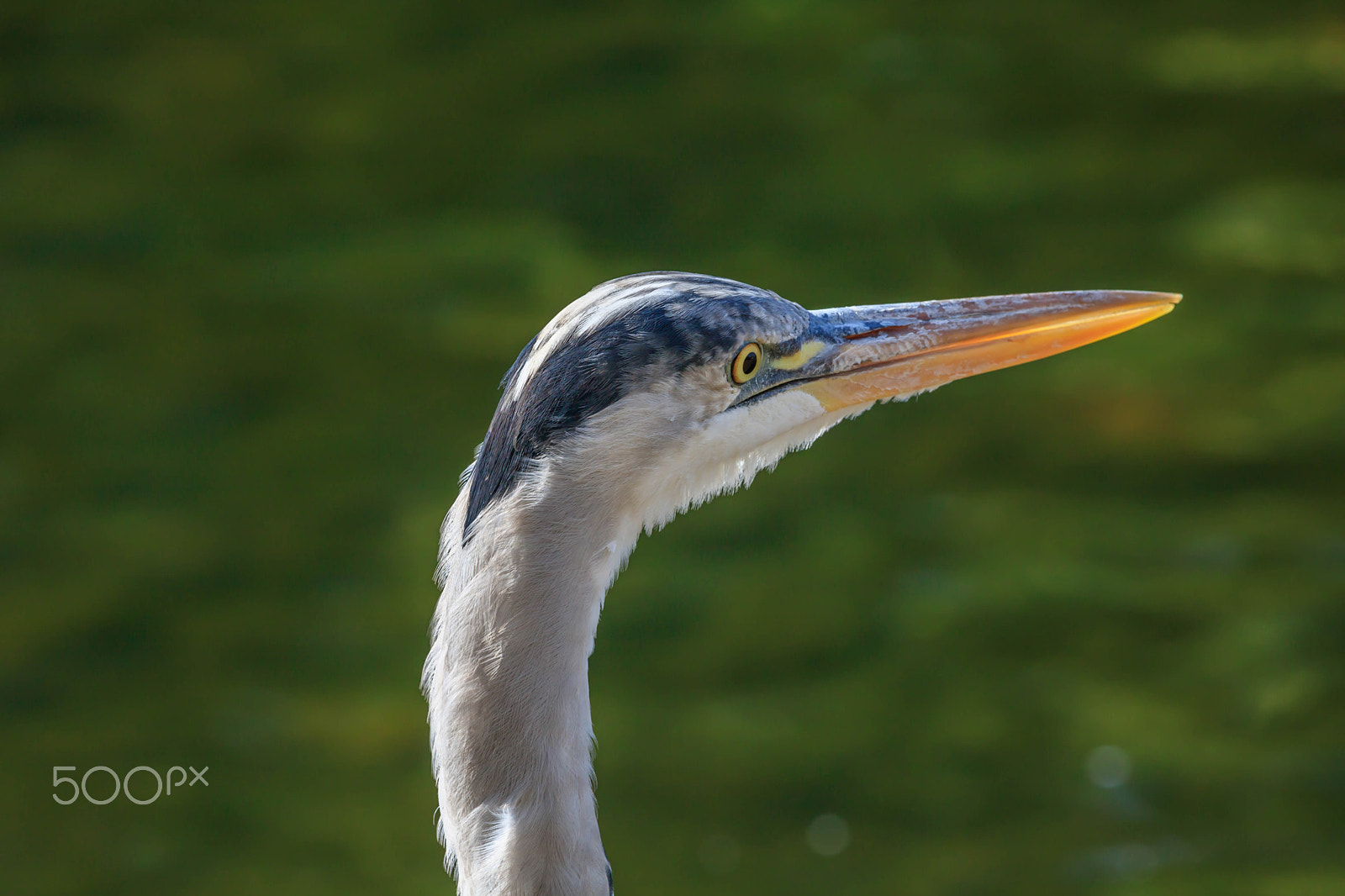 Canon EOS 750D (EOS Rebel T6i / EOS Kiss X8i) + Canon EF 70-200mm F4L IS USM sample photo. Heron close up photography