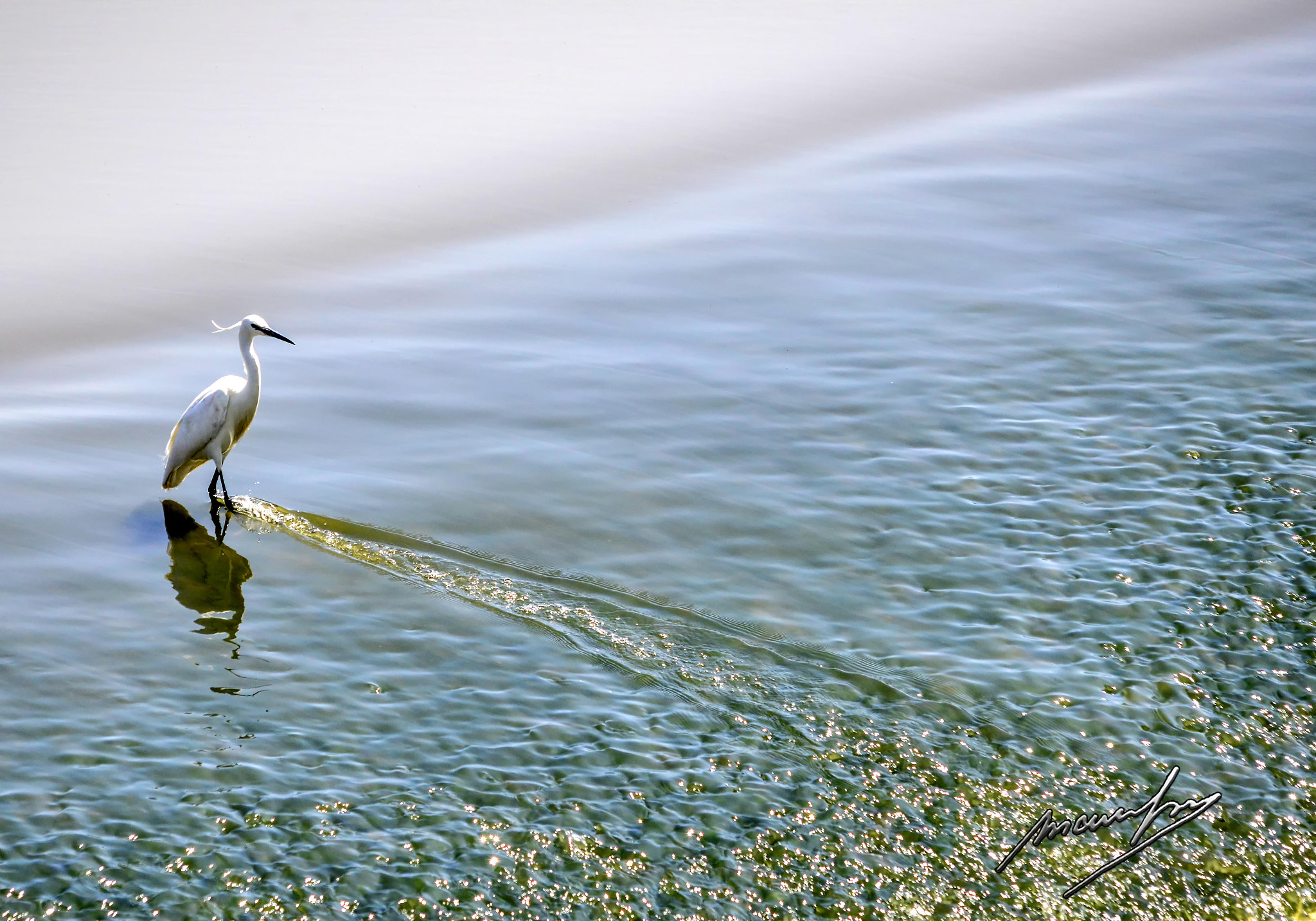Sigma 150-500mm F5-6.3 DG OS HSM sample photo. Mf photography