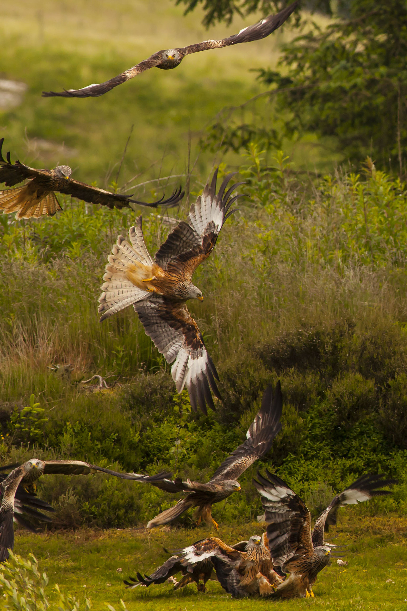 Canon EOS 5D Mark II + Canon EF 400mm F5.6L USM sample photo. Red kites photography