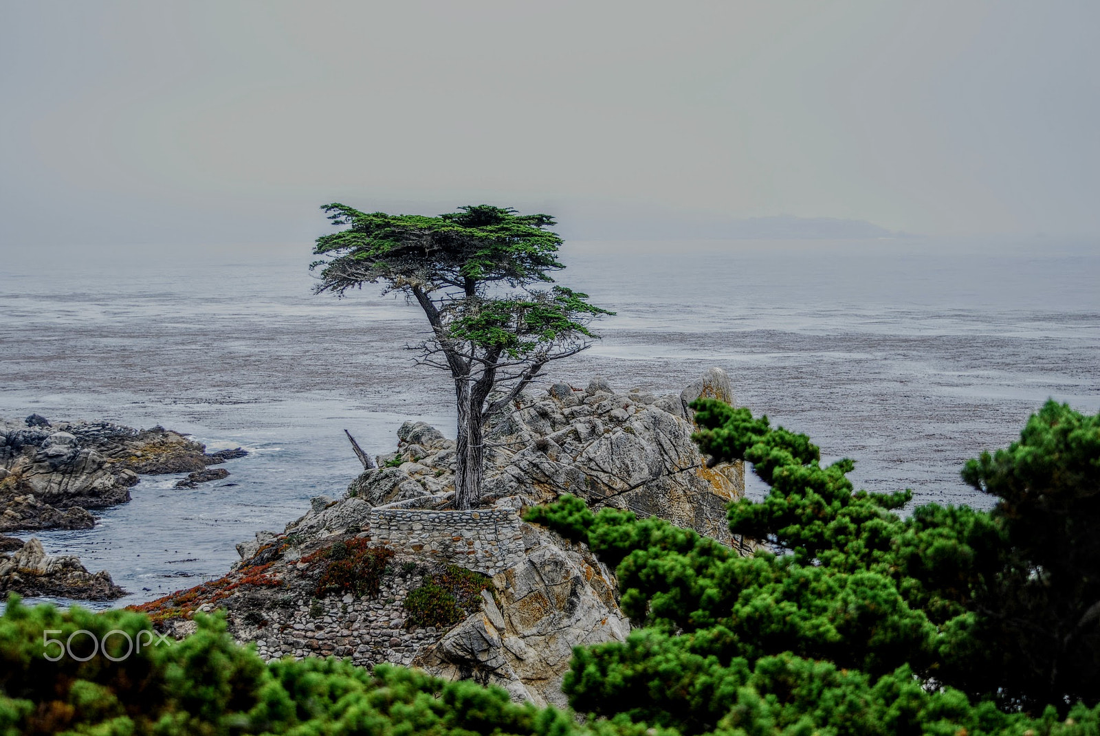 Nikon D80 sample photo. Lone cypress photography
