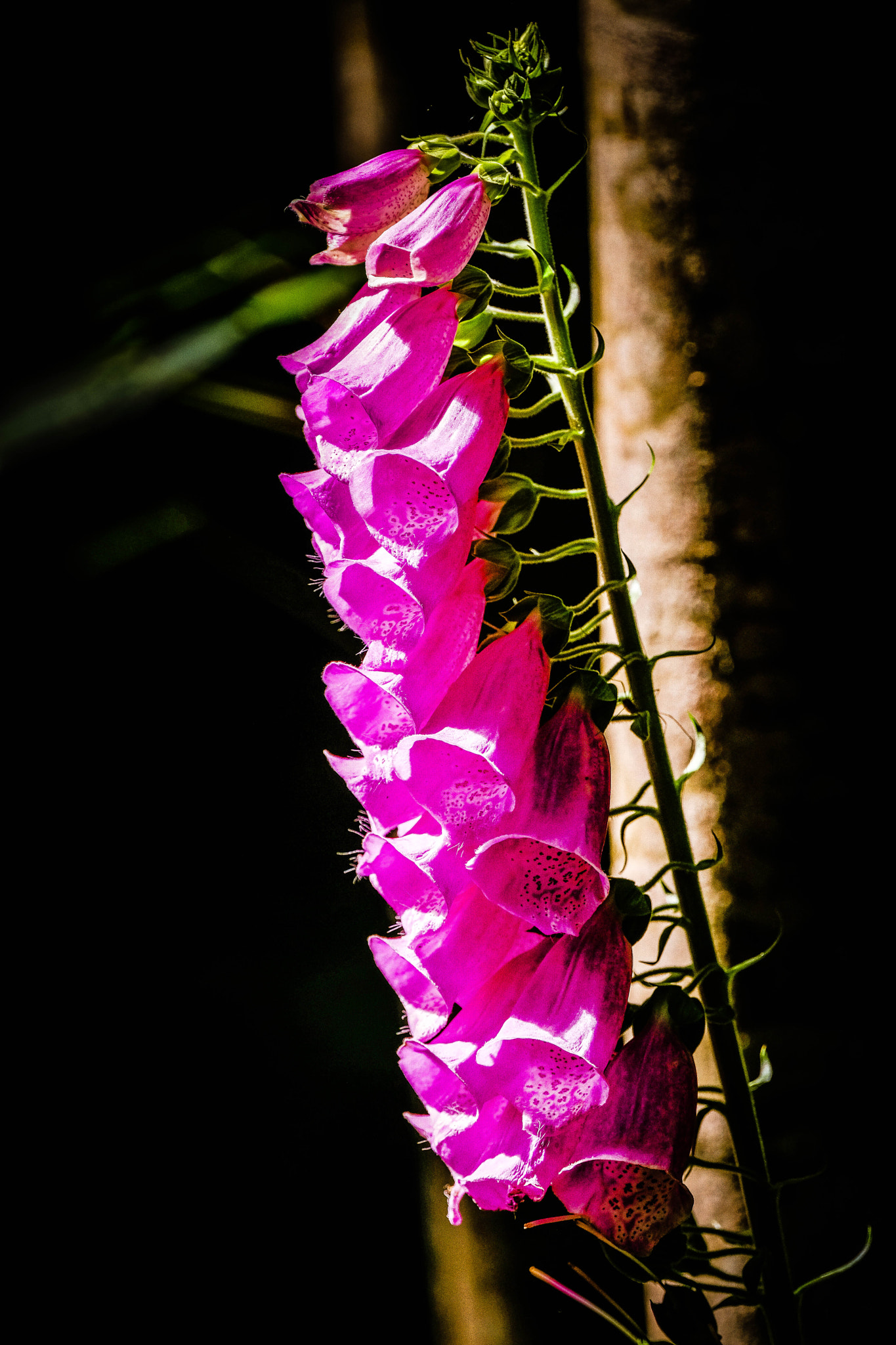 Fujifilm XF 100-400mm F4.5-5.6 R LM OIS WR sample photo. Foxglove photography
