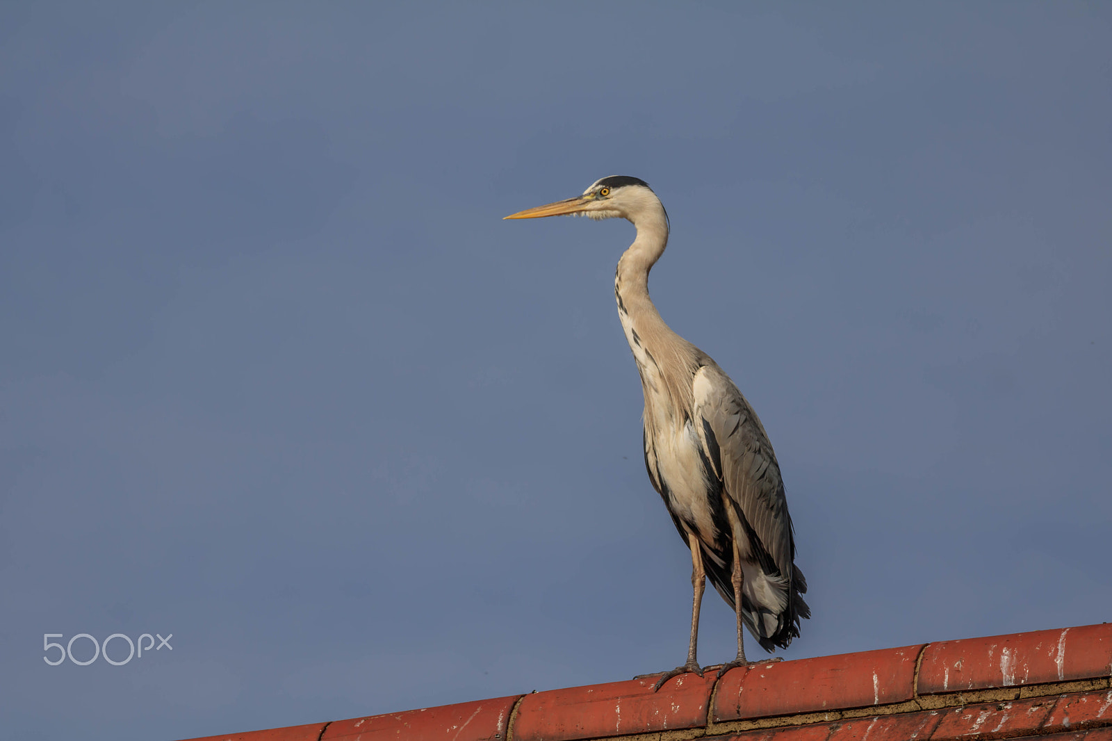 Canon EOS 750D (EOS Rebel T6i / EOS Kiss X8i) + Canon EF 70-200mm F4L IS USM sample photo. Heron on foof photography