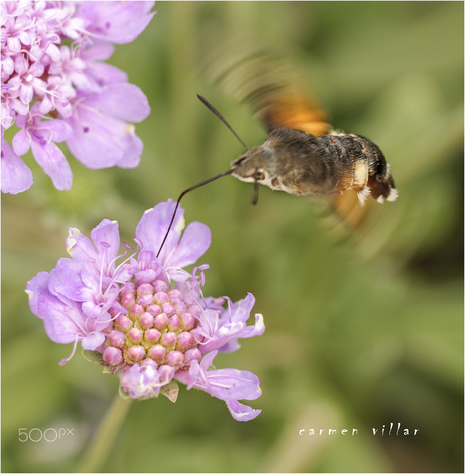 Sigma 150mm F2.8 EX DG OS Macro HSM sample photo. Libando photography