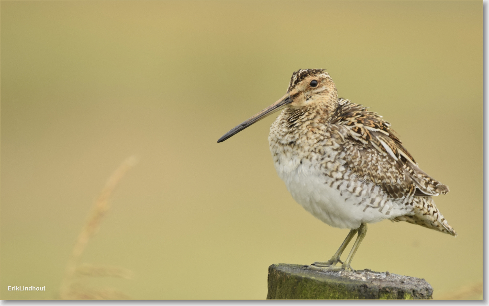Sigma 150-600mm F5-6.3 DG OS HSM | C sample photo. Common snipe photography