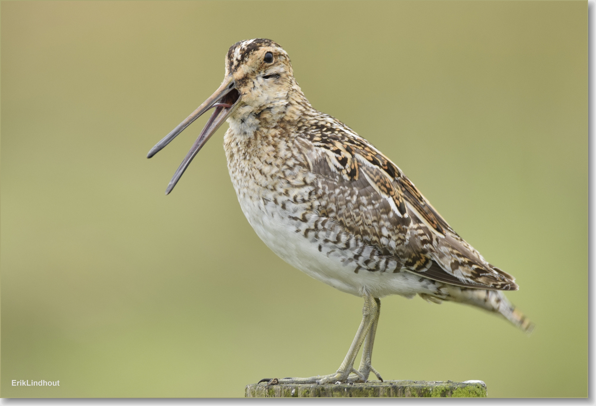 Sigma 150-600mm F5-6.3 DG OS HSM | C sample photo. Common snipe photography