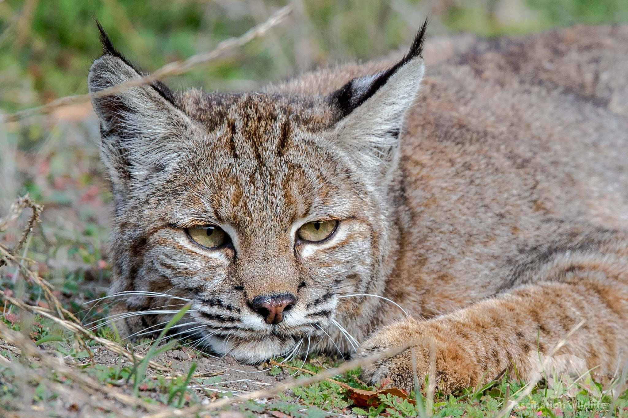 Sigma 150-600mm F5-6.3 DG OS HSM | S sample photo. Wild bobcat portrait photography
