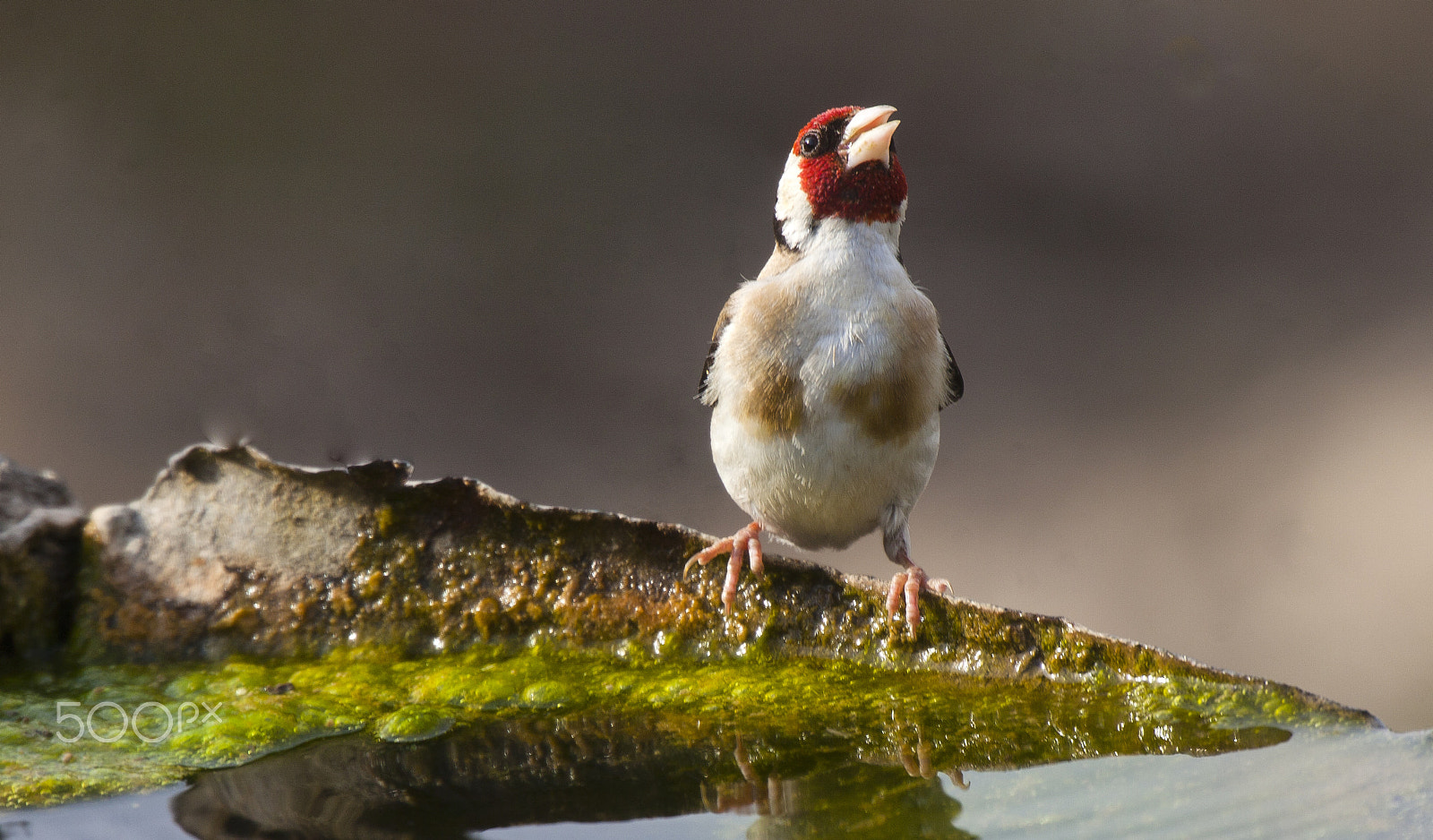 Canon EOS 5D Mark II + Sigma 50-500mm F4.5-6.3 DG OS HSM sample photo. Goldfinch photography