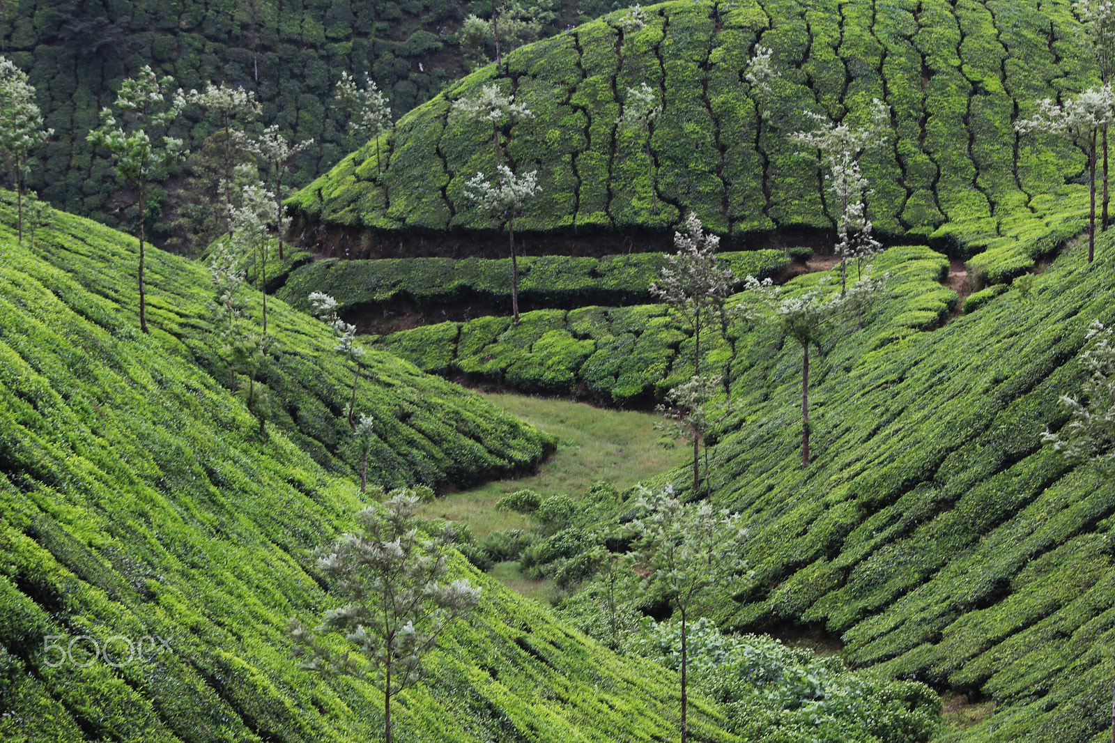 Canon EF 90-300mm F4.5-5.6 sample photo. Tea plantation photography
