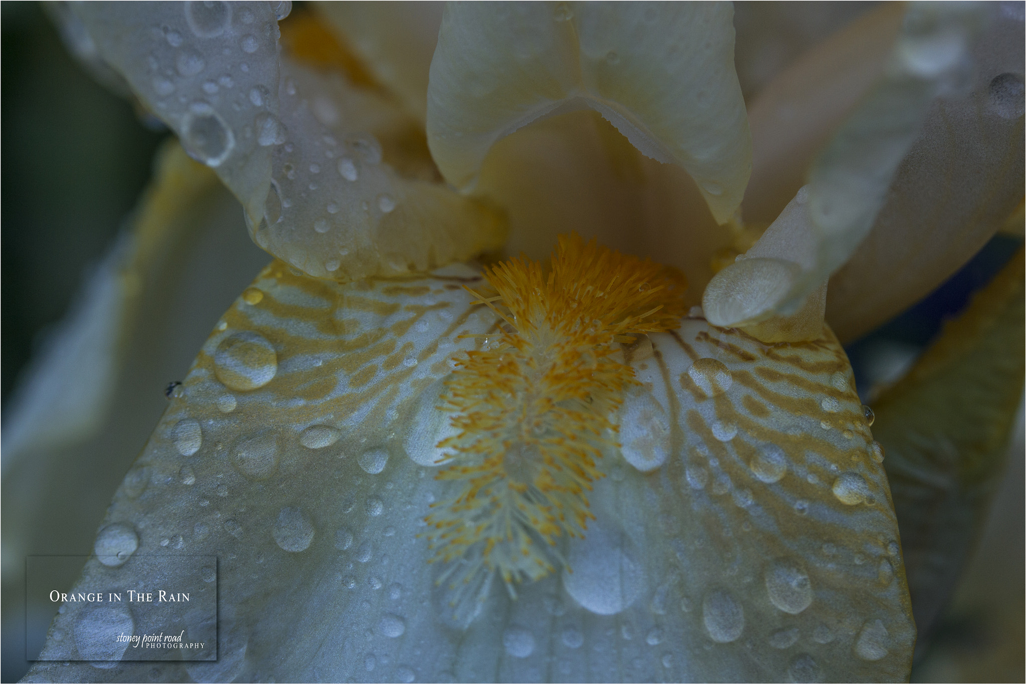 Canon EF-S 60mm F2.8 Macro USM sample photo. Orange in the rain photography
