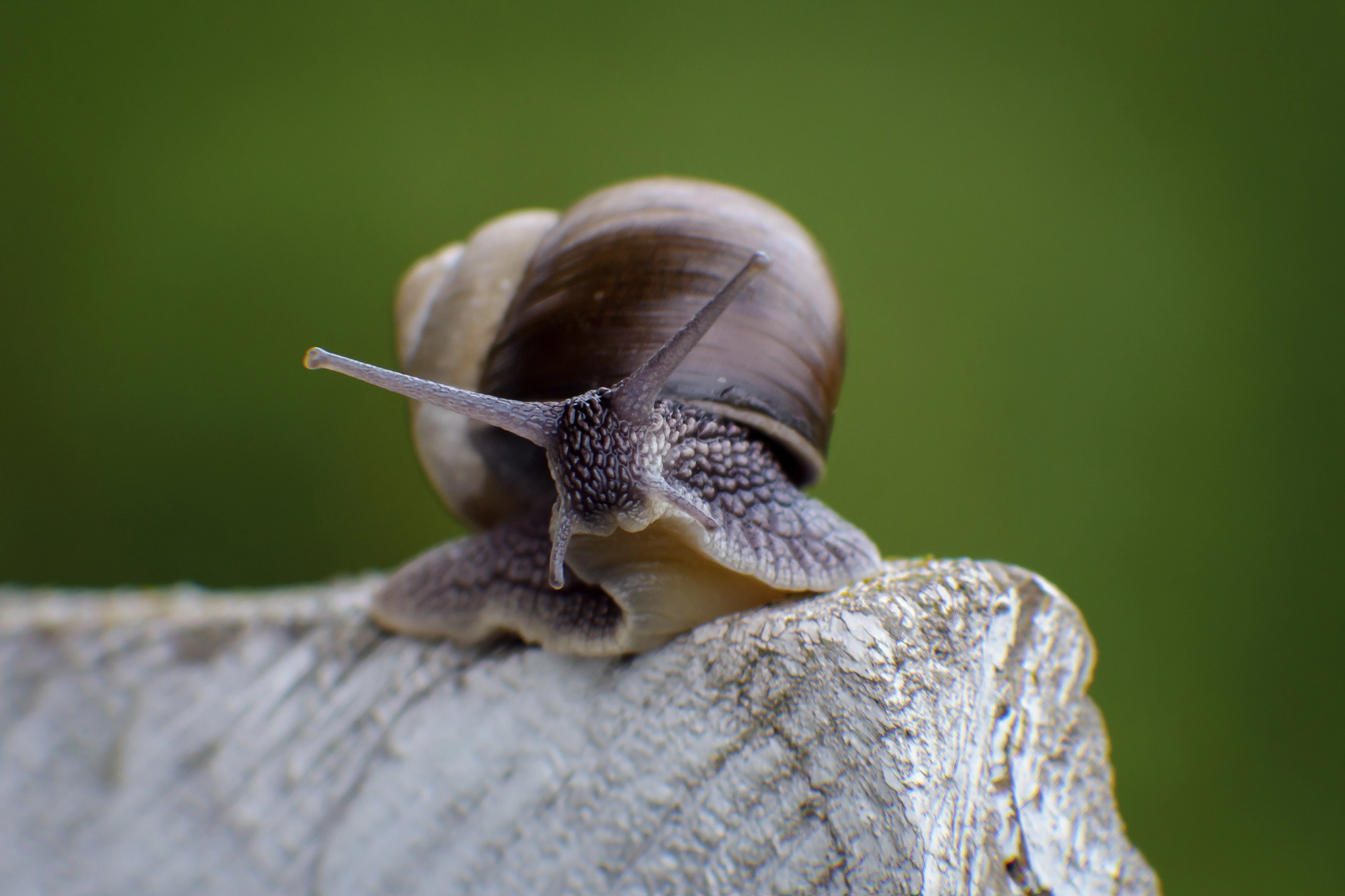 Nikon D7100 + AF Zoom-Nikkor 70-210mm f/4 sample photo. Snail photography