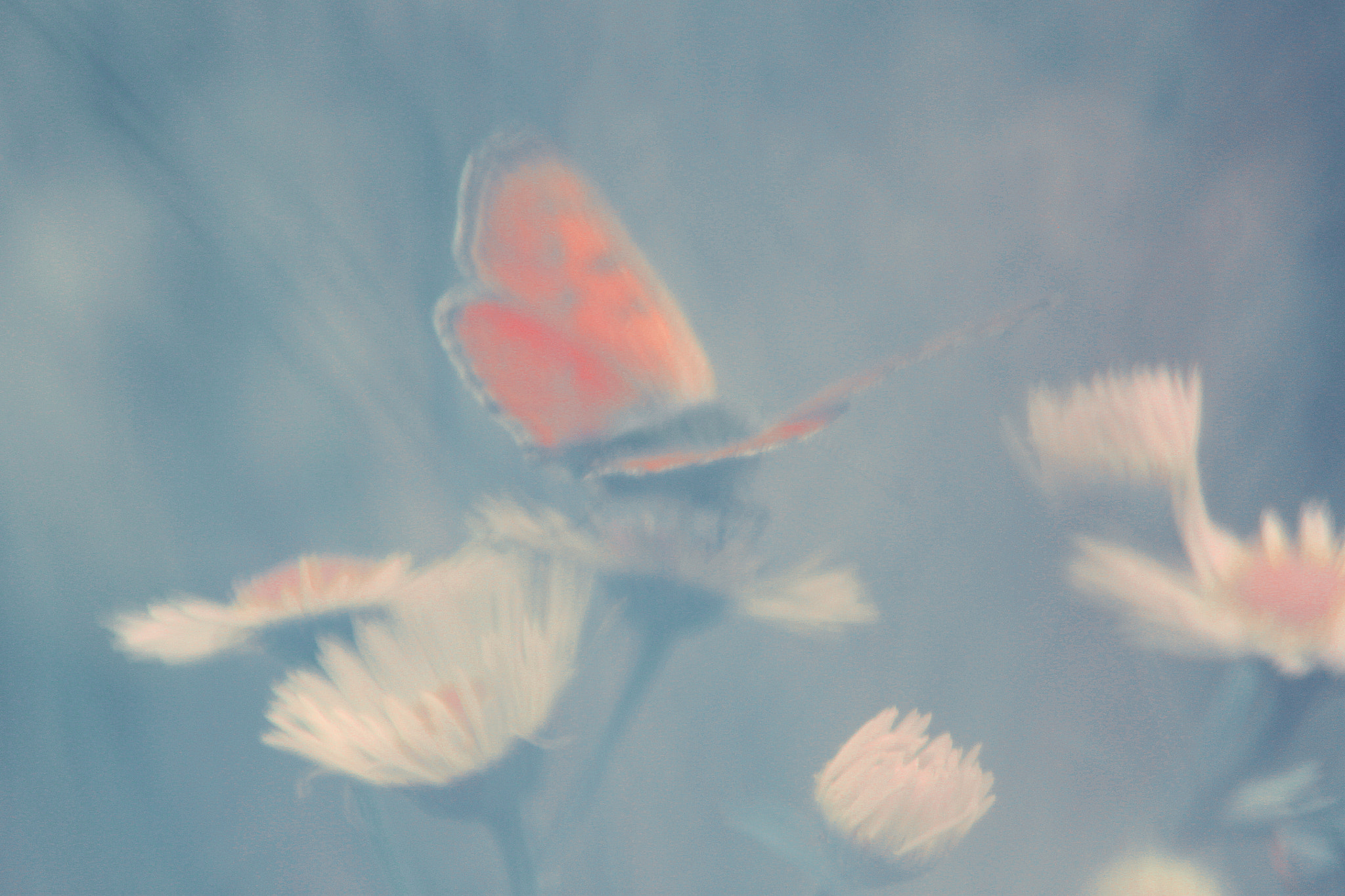 Canon EOS 500D (EOS Rebel T1i / EOS Kiss X3) sample photo. Your summer dream photography