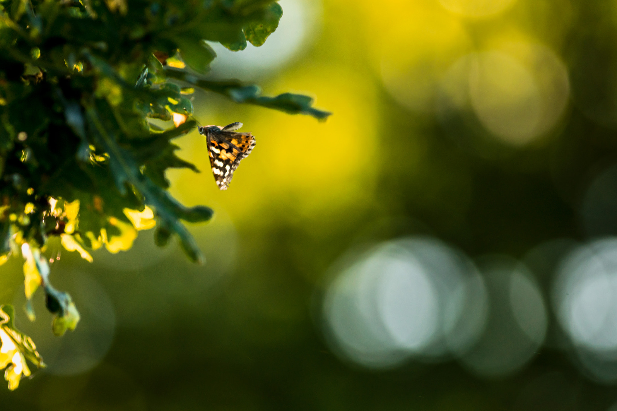 Sony a7R II + Canon EF 400mm F5.6L USM sample photo. Painted lady approaching oak tree photography