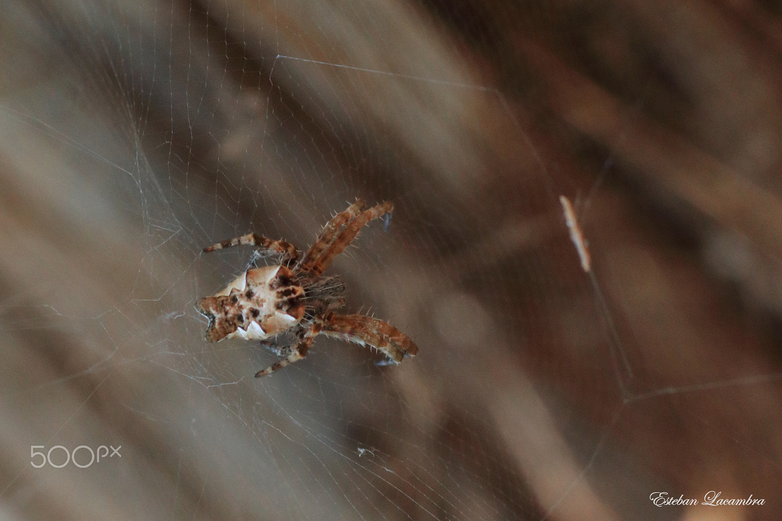 Tamron SP AF 90mm F2.8 Di Macro sample photo. Spider photography