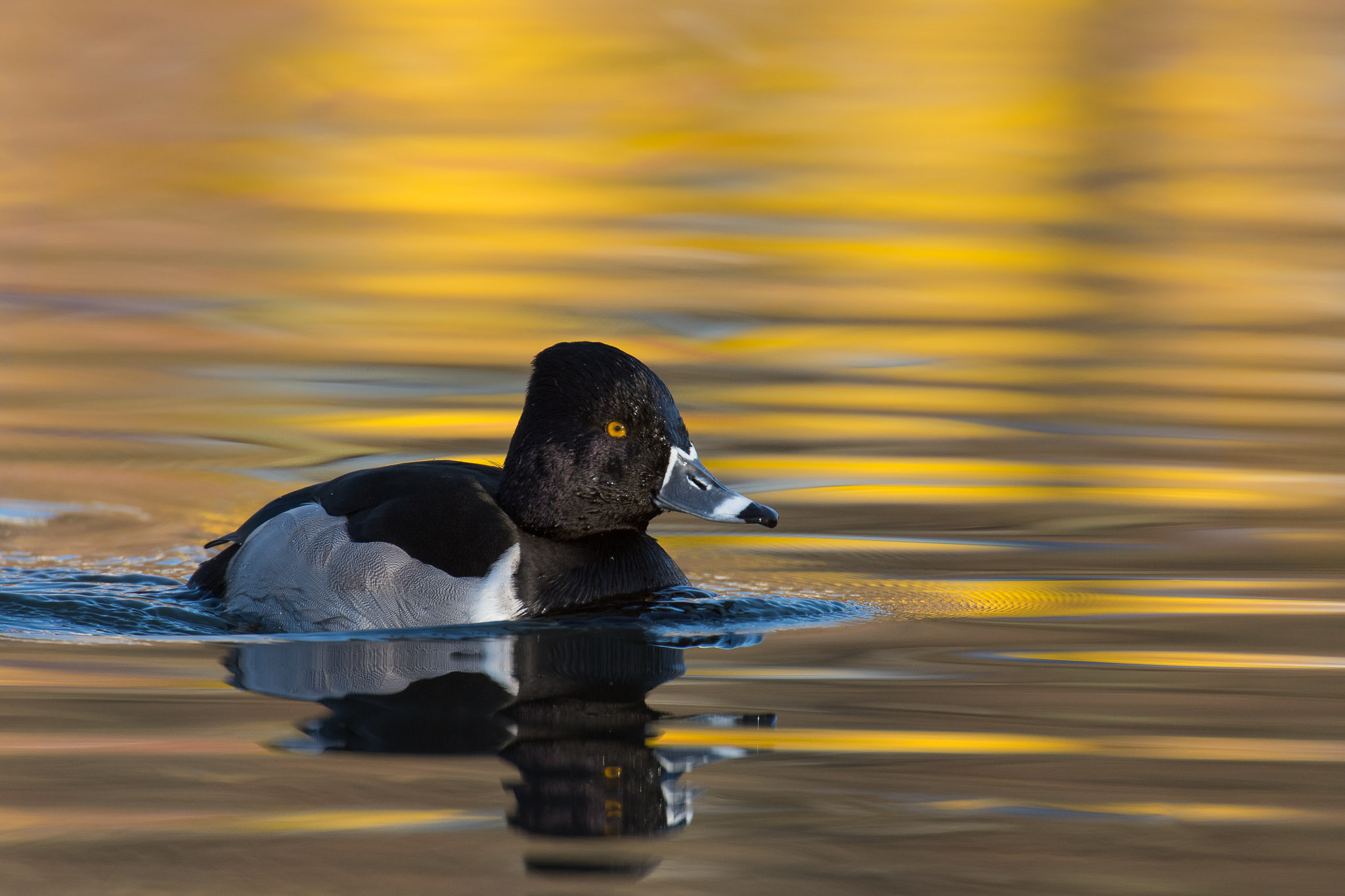 Nikon AF-S Nikkor 200-400mm F4G ED-IF VR sample photo. Ring-necked duck photography