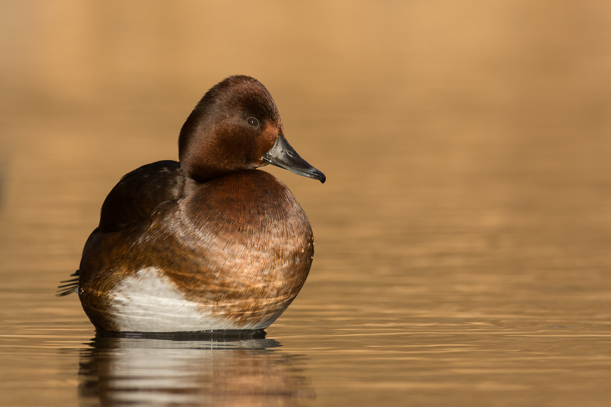Nikon AF-S Nikkor 200-400mm F4G ED-IF VR sample photo. Ferruginous duck (female) photography
