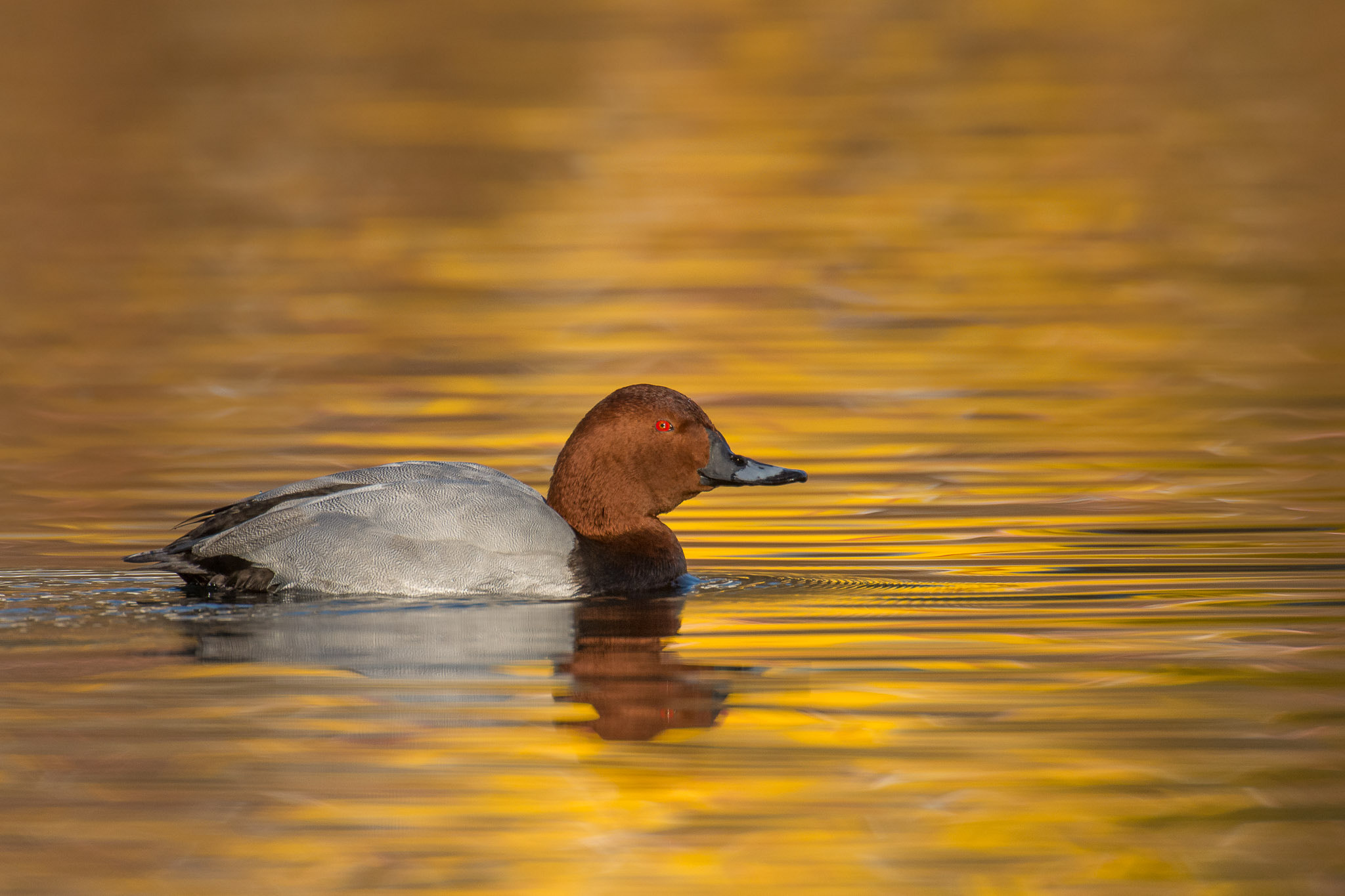 Nikon AF-S Nikkor 200-400mm F4G ED-IF VR sample photo. Common pochard photography