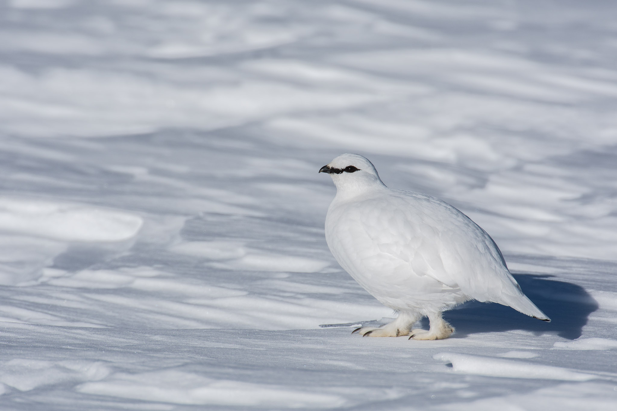 Nikon AF-S Nikkor 200-400mm F4G ED-IF VR sample photo. Rock ptarmigan photography