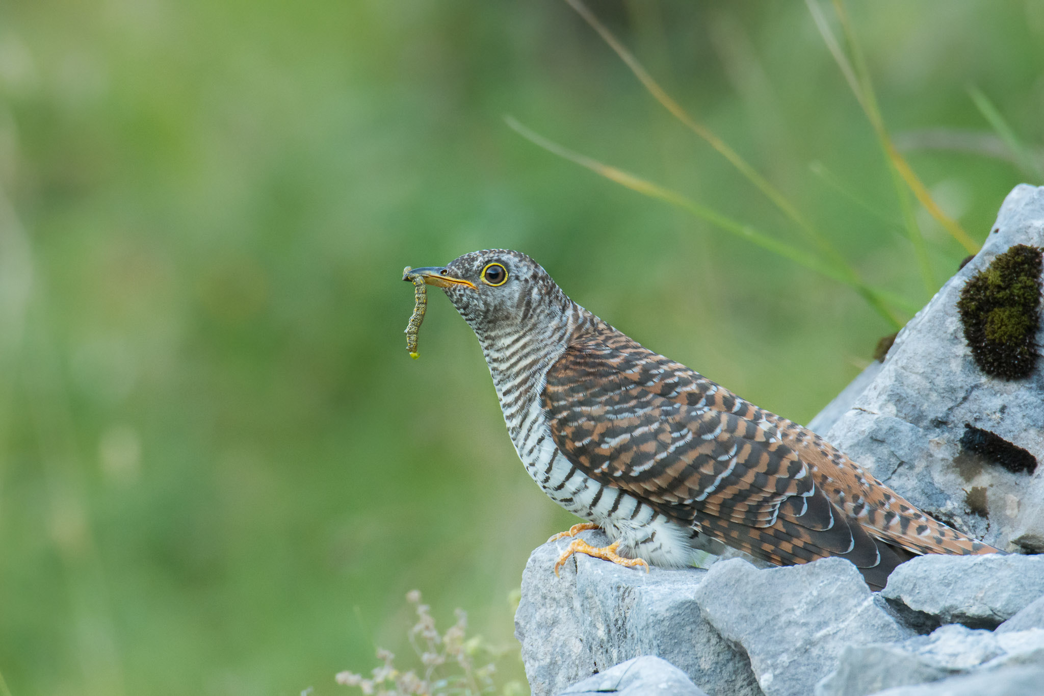 Nikon AF-S Nikkor 200-400mm F4G ED-IF VR sample photo. Common cuckoo (juv) photography