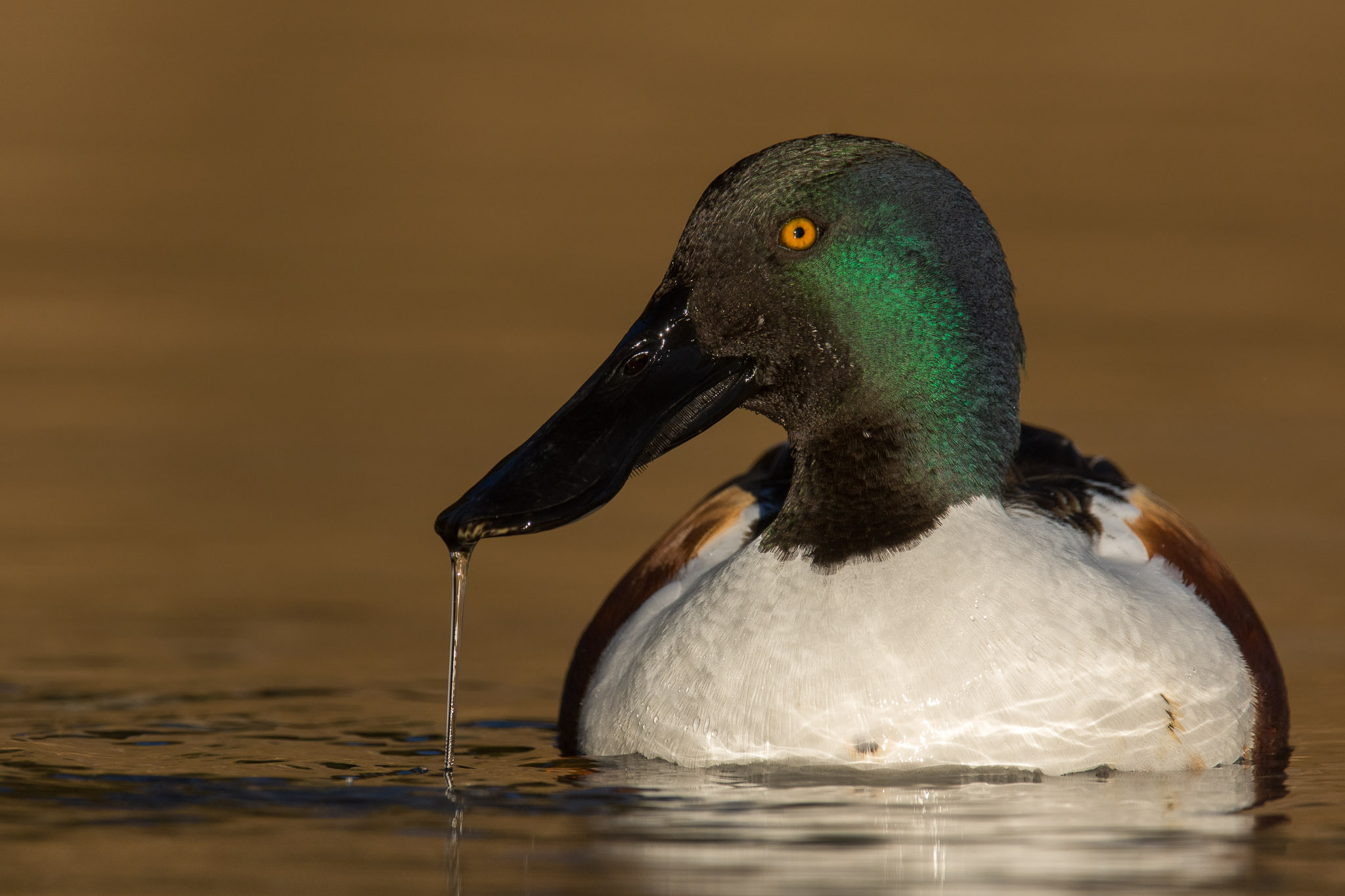 Nikon AF-S Nikkor 200-400mm F4G ED-IF VR sample photo. European shoveler photography