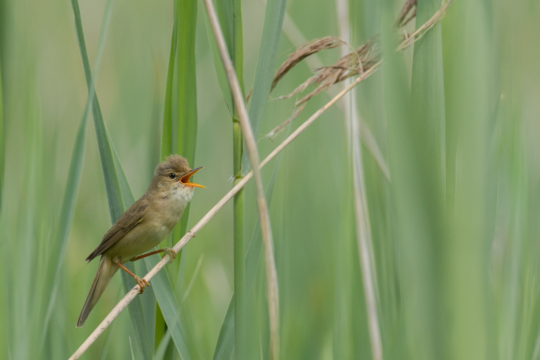 Nikon AF-S Nikkor 200-400mm F4G ED-IF VR sample photo. Marsh warbler photography