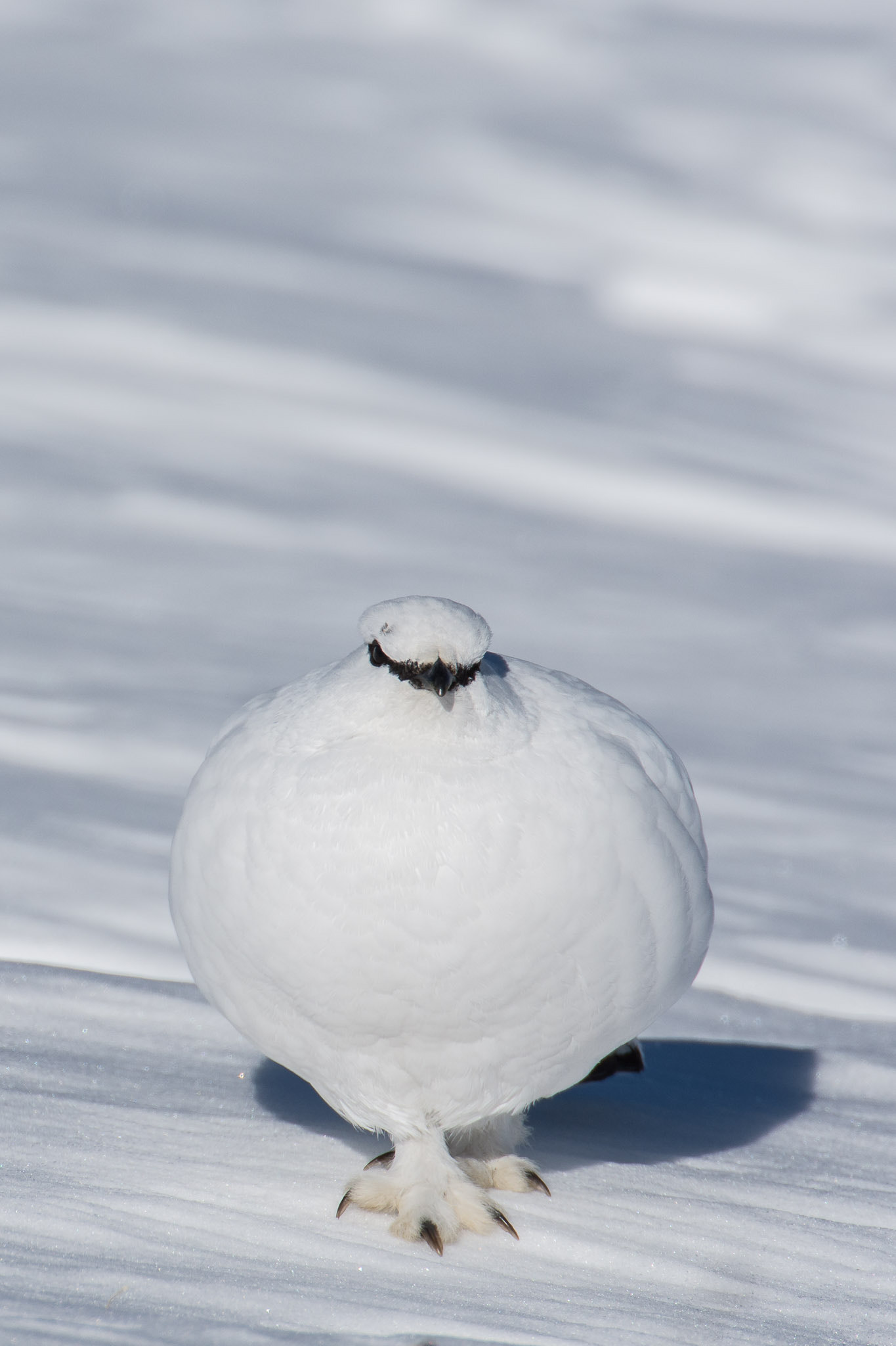 Nikon AF-S Nikkor 200-400mm F4G ED-IF VR sample photo. Rock ptarmigan in winter plumage photography
