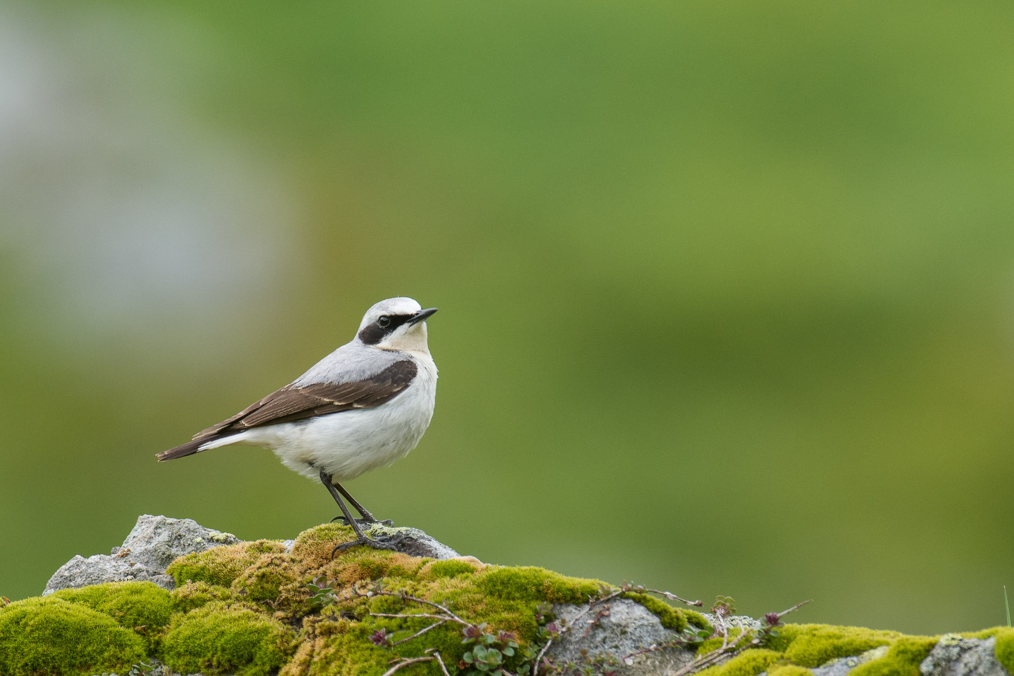 Nikon AF-S Nikkor 200-400mm F4G ED-IF VR sample photo. Inquisitive northern wheatear photography
