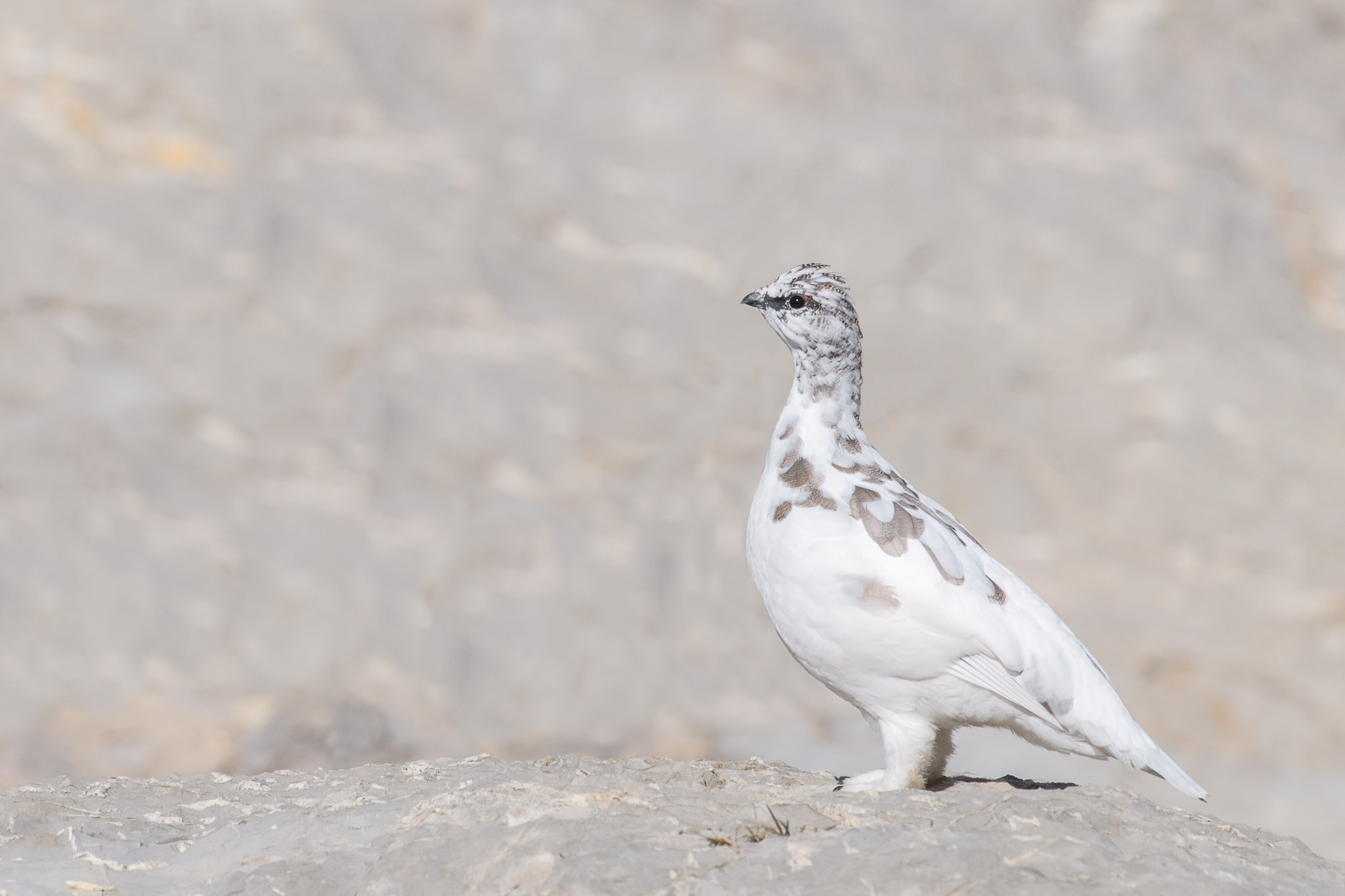 Nikon AF-S Nikkor 200-400mm F4G ED-IF VR sample photo. Rock ptarmigan changing into winter plumage! photography