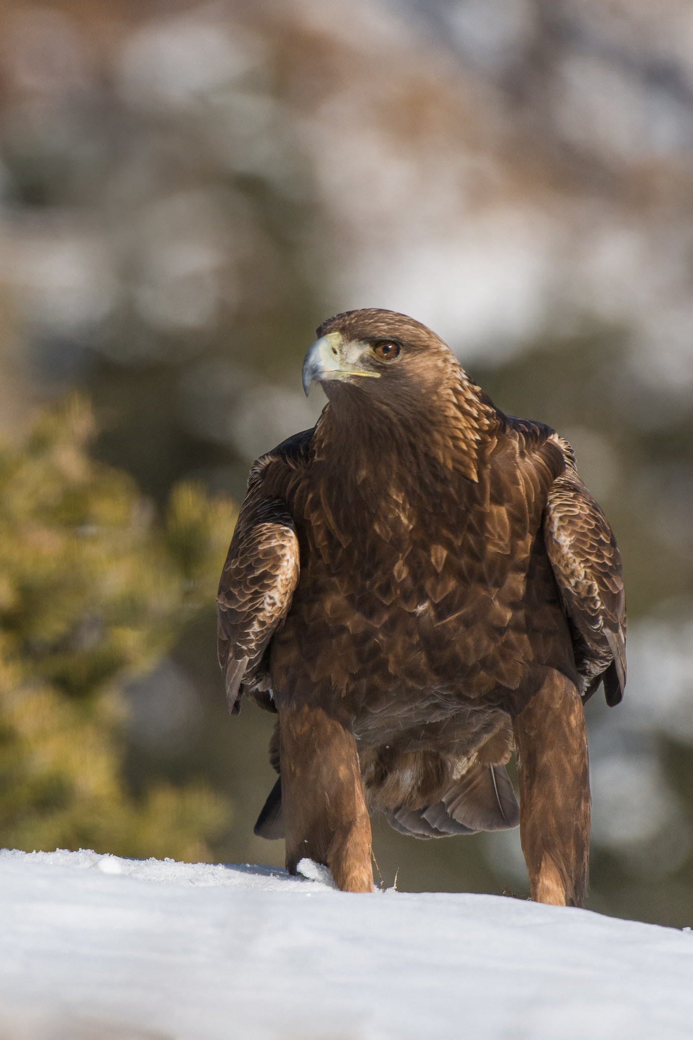 Nikon AF-S Nikkor 200-400mm F4G ED-IF VR sample photo. Golden eagle male photography