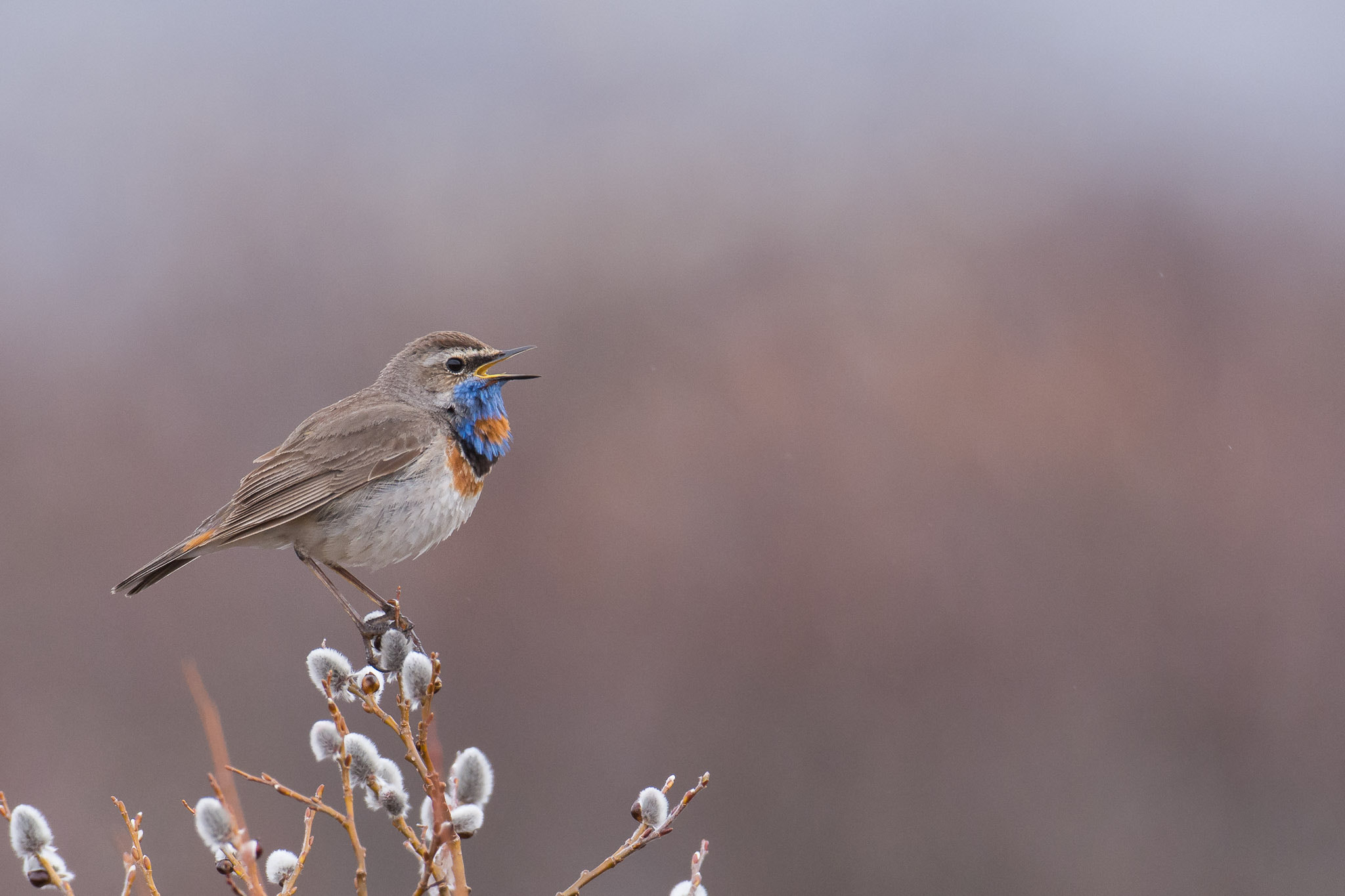 Nikon AF-S Nikkor 200-400mm F4G ED-IF VR sample photo. Bluethroat taken from the doorstep of the campervan! ;o) photography