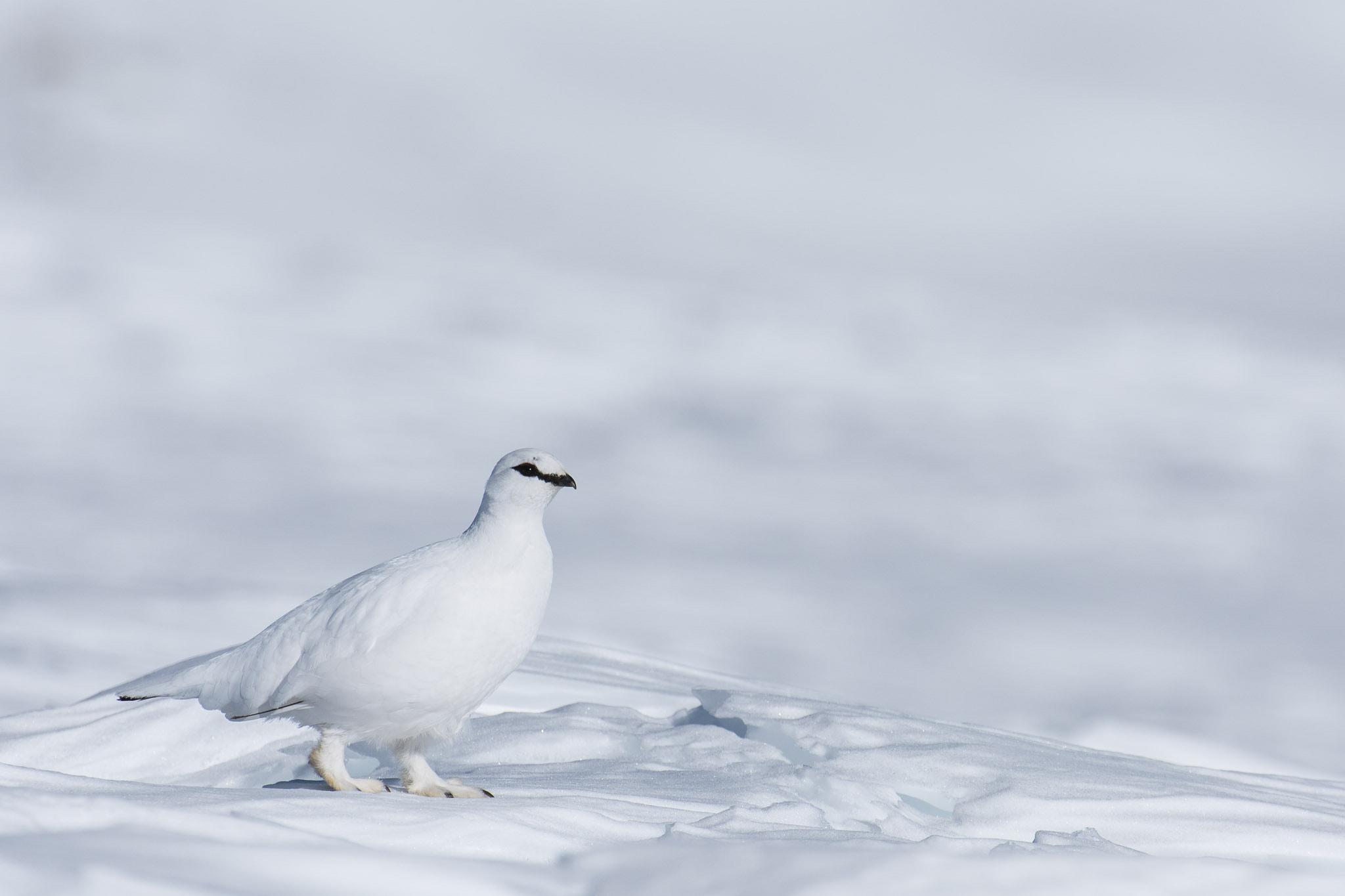Nikon AF-S Nikkor 200-400mm F4G ED-IF VR sample photo. Male rock ptarmigan! photography