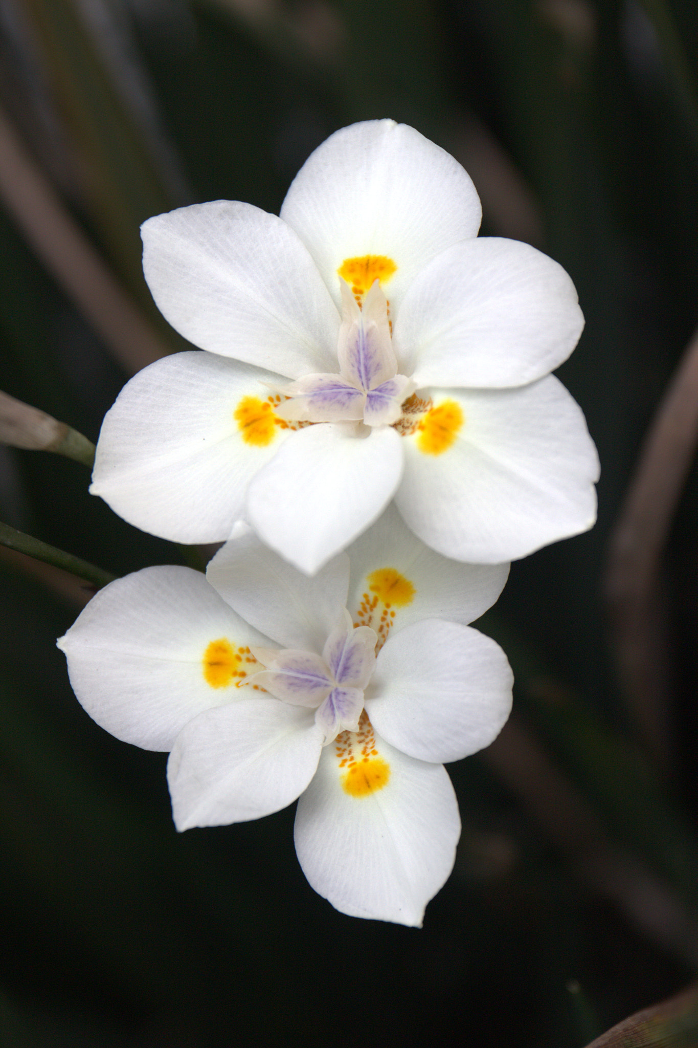Canon EF 24-70mm F4L IS USM sample photo. Garden flowers photography