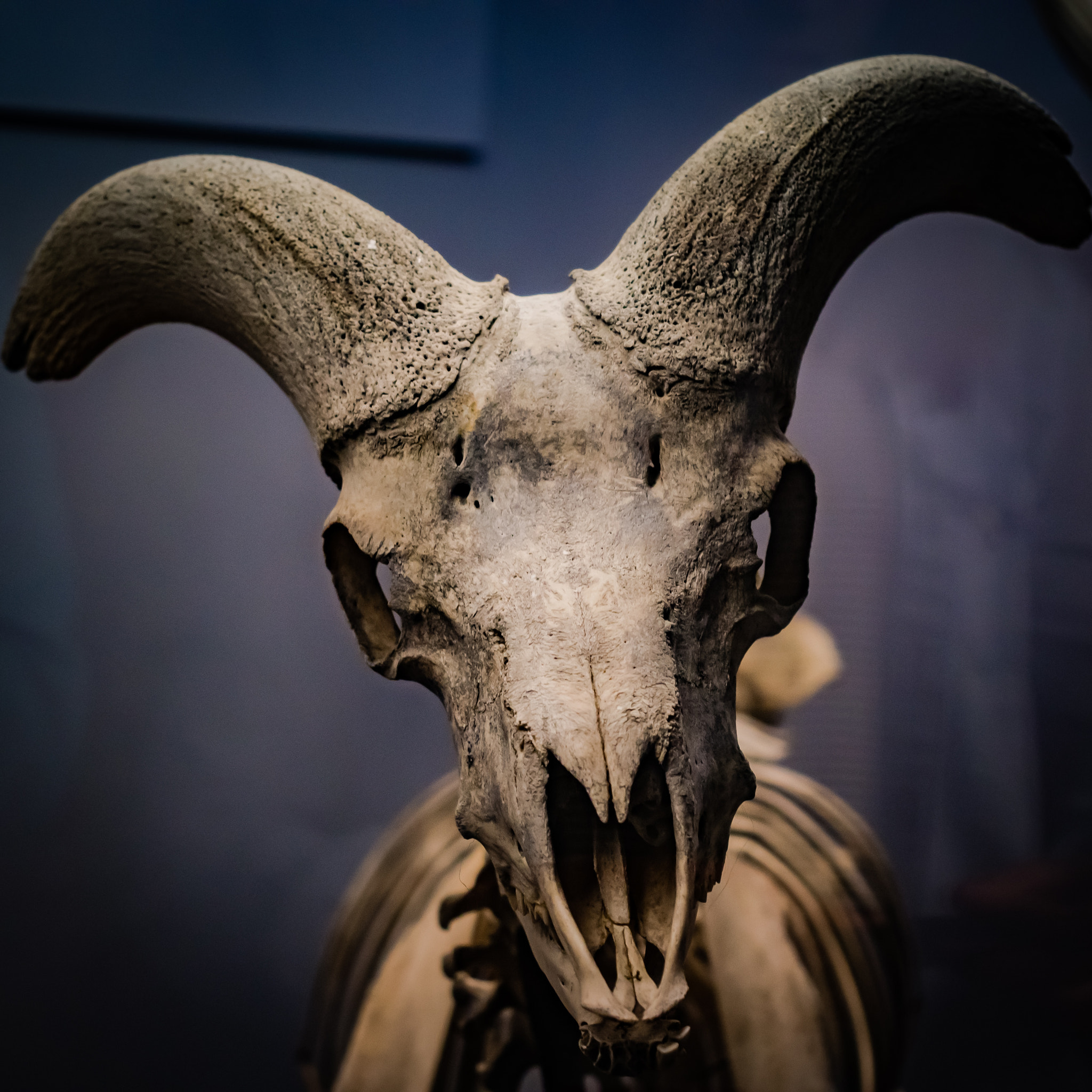 Olympus PEN E-P5 sample photo. Ram skeleton photography