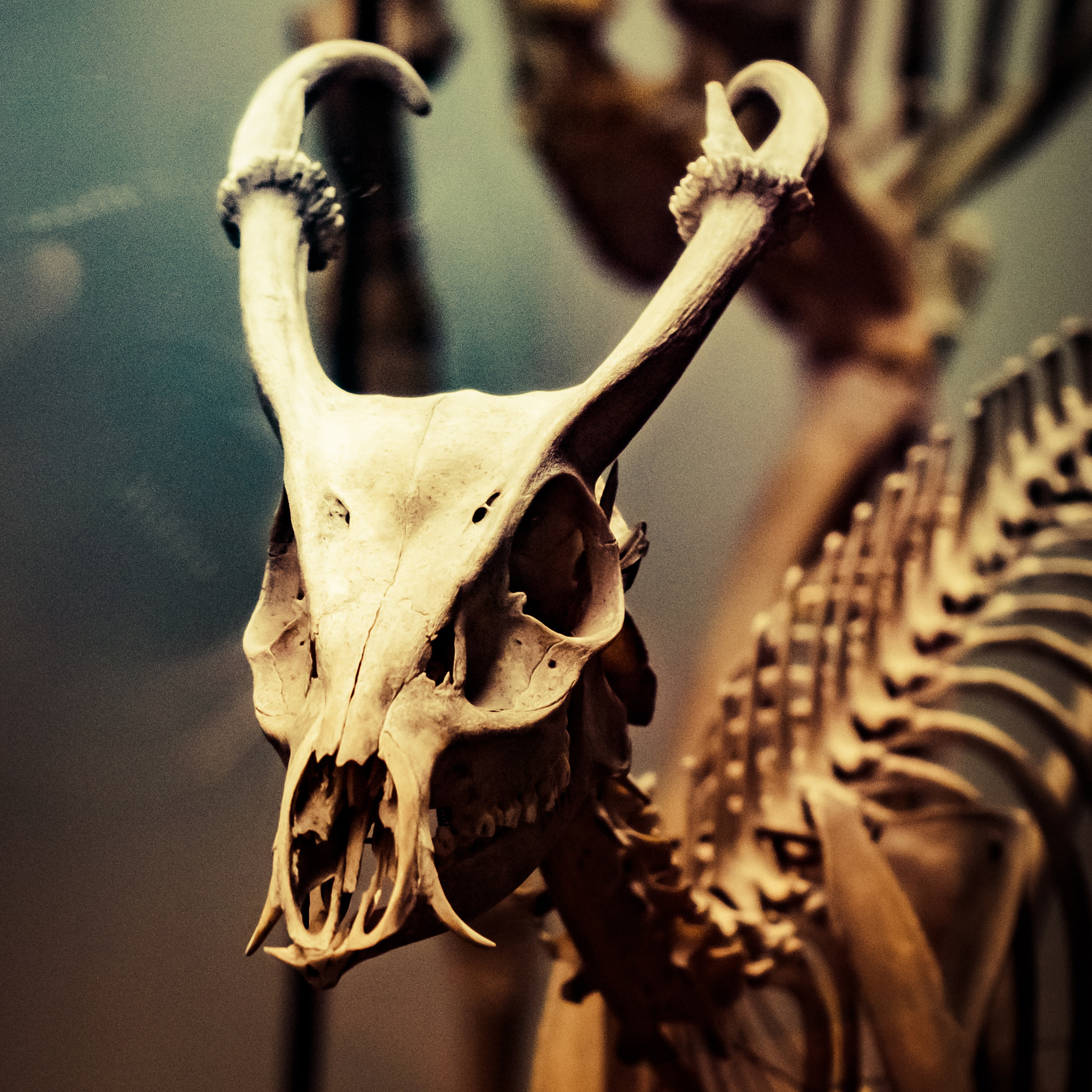 Olympus PEN E-P5 sample photo. Ram skeleton photography